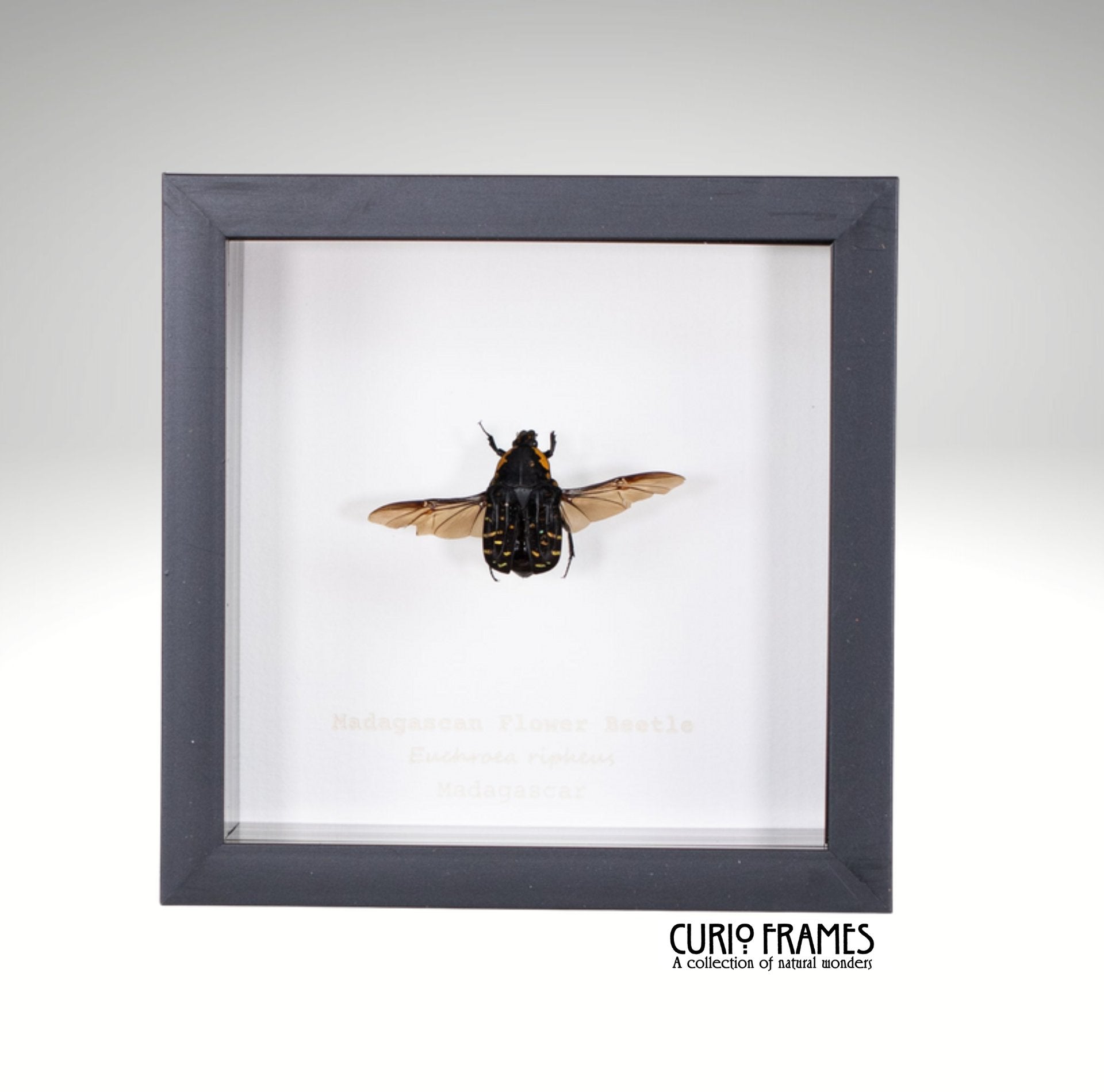 Madagascan Flower Beetle