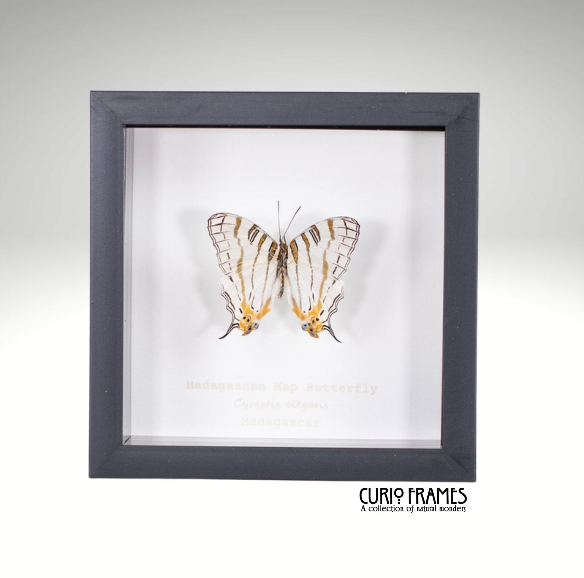 Madagascan Map Butterfly