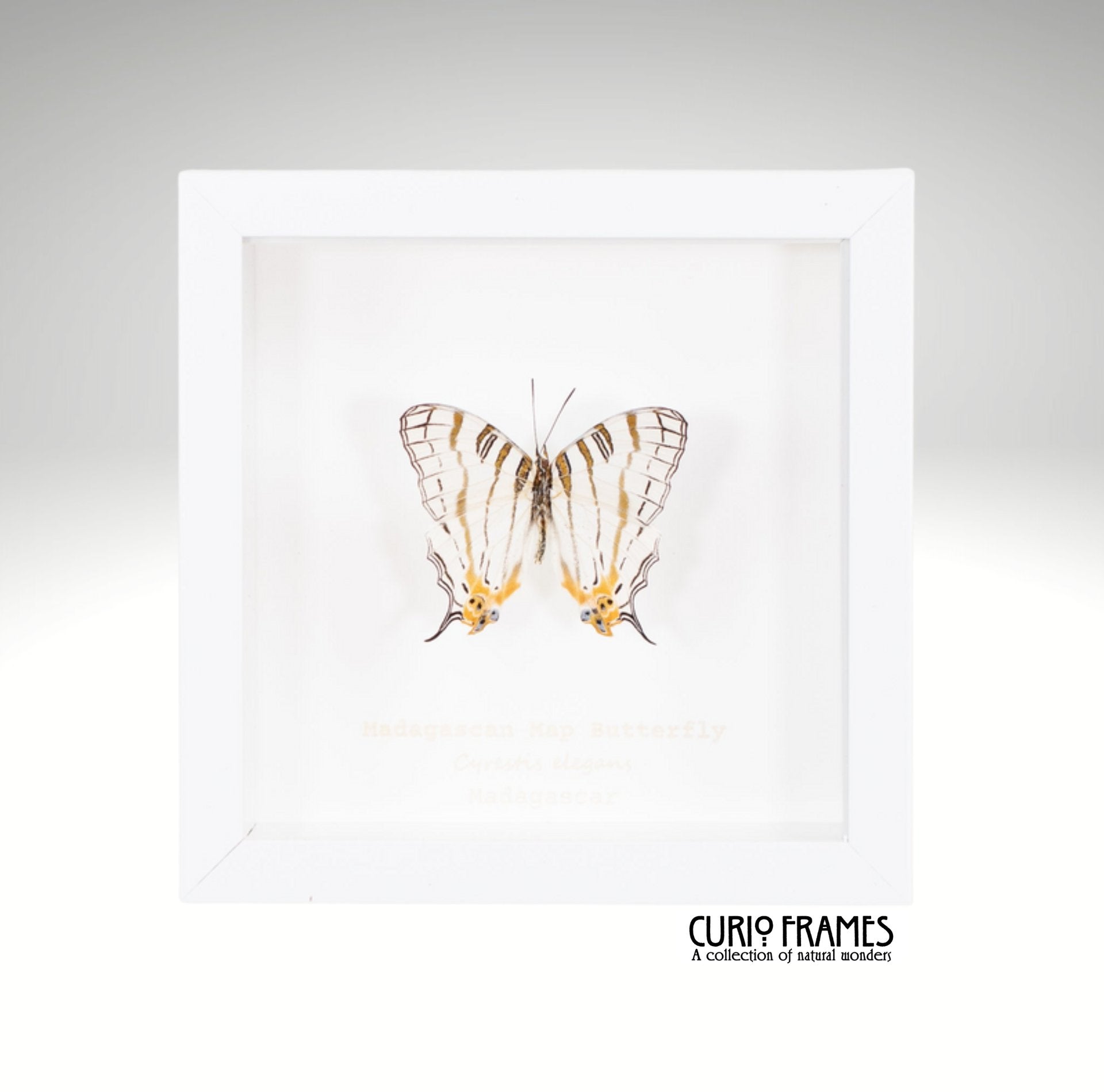 Madagascan Map Butterfly