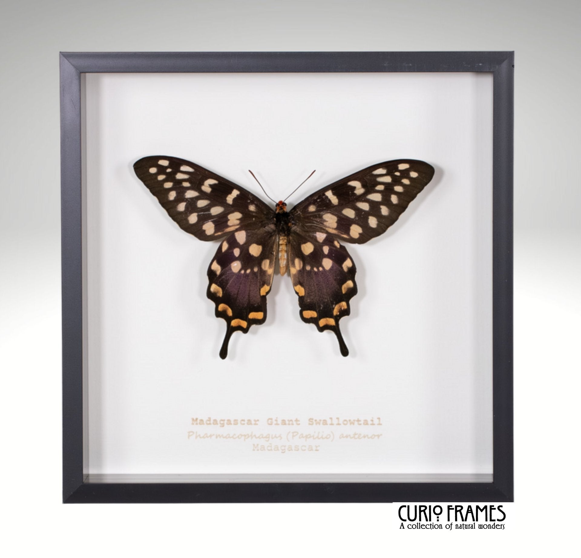 Madagascar Giant Swallowtail