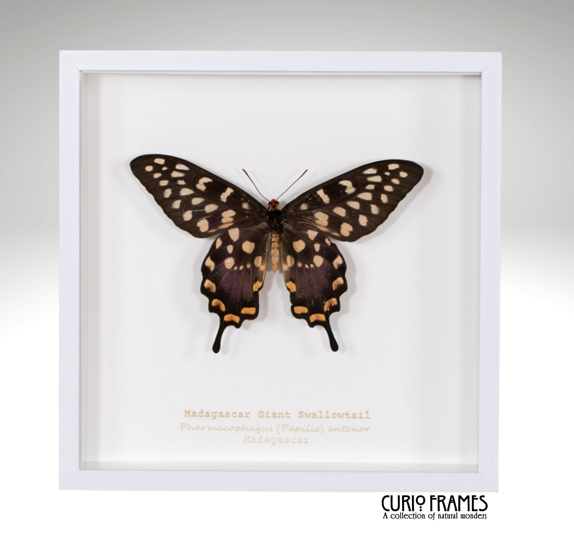 Madagascar Giant Swallowtail