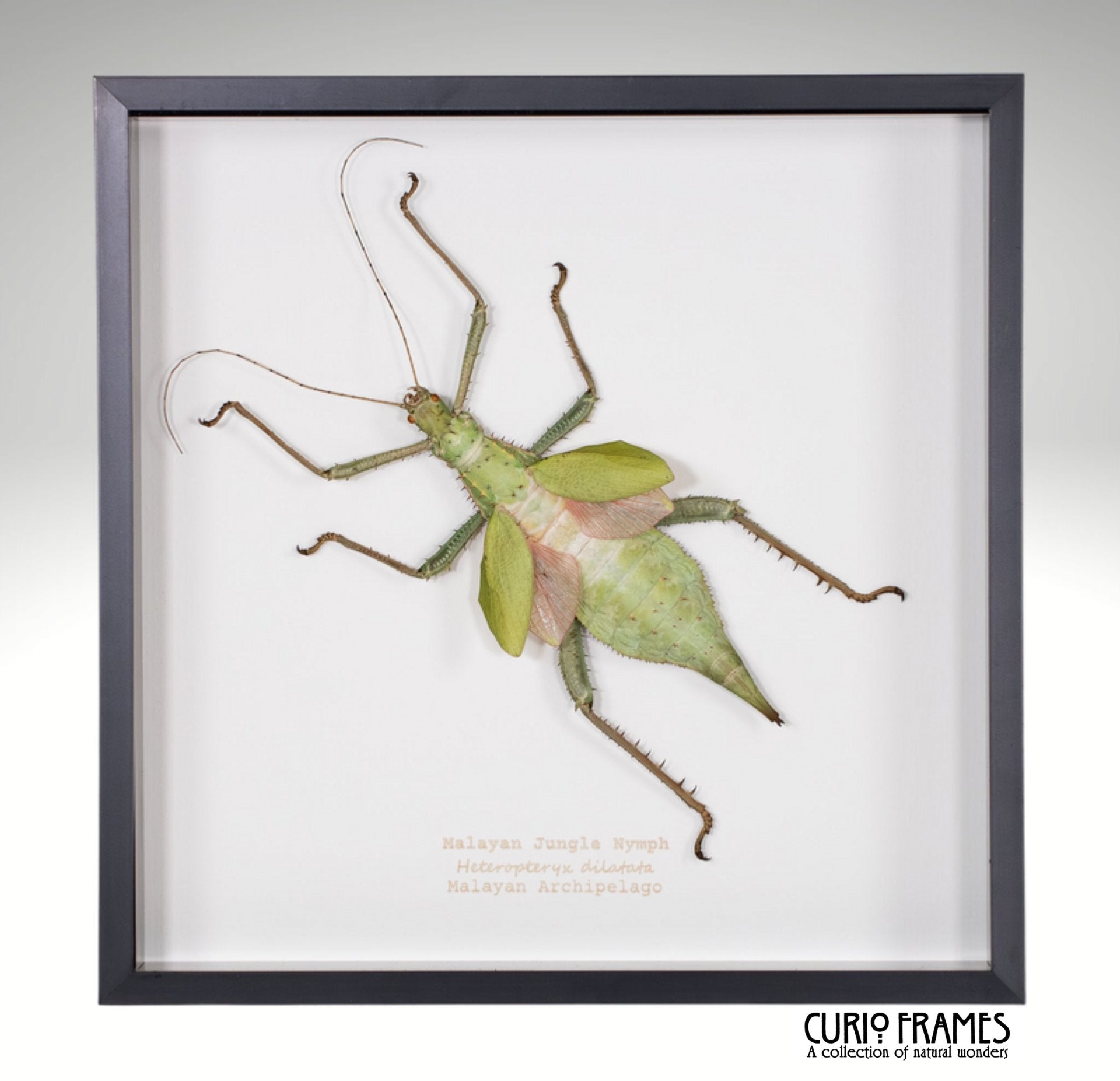 Malayan Jungle Nymph