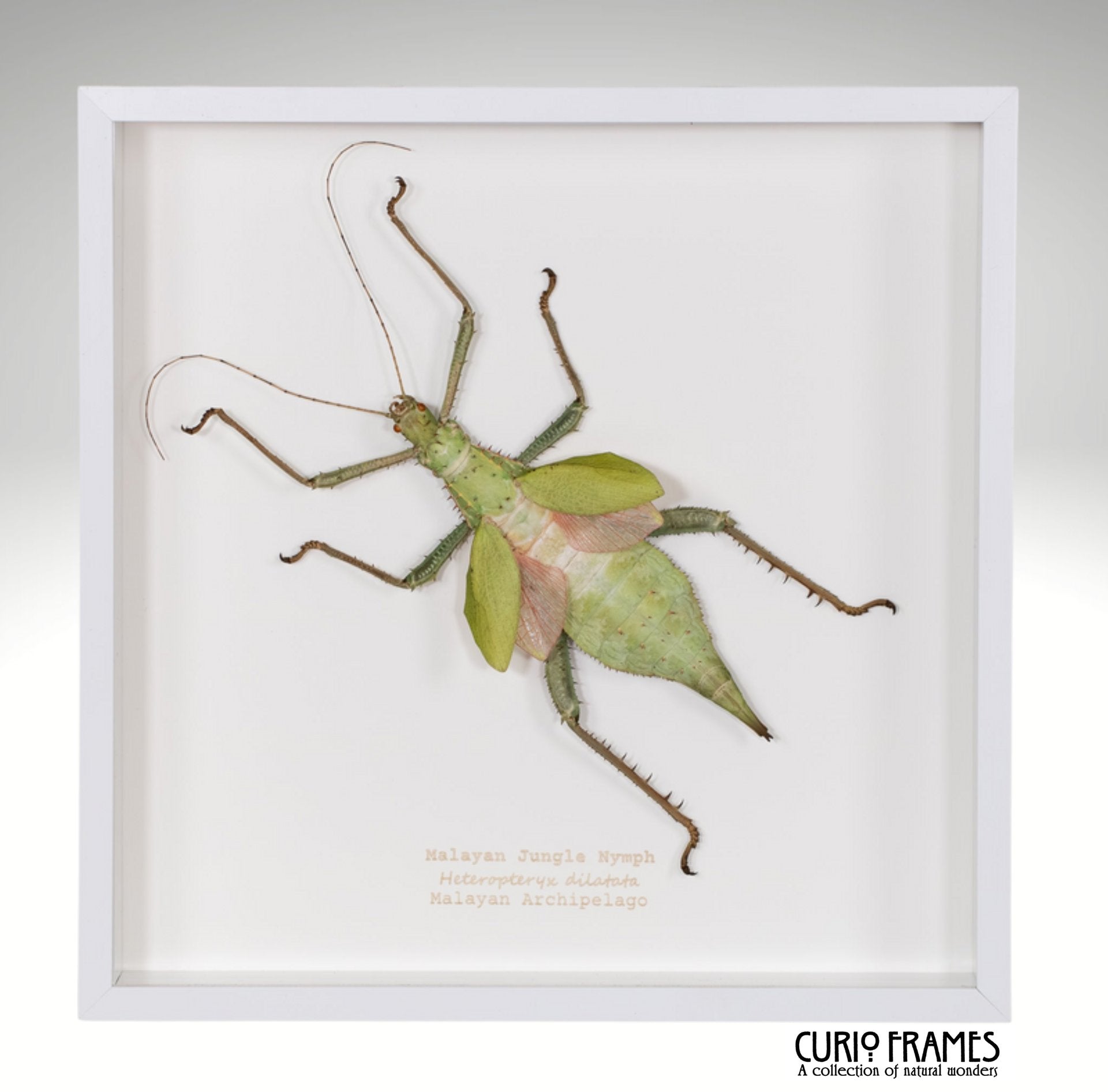 Malayan Jungle Nymph