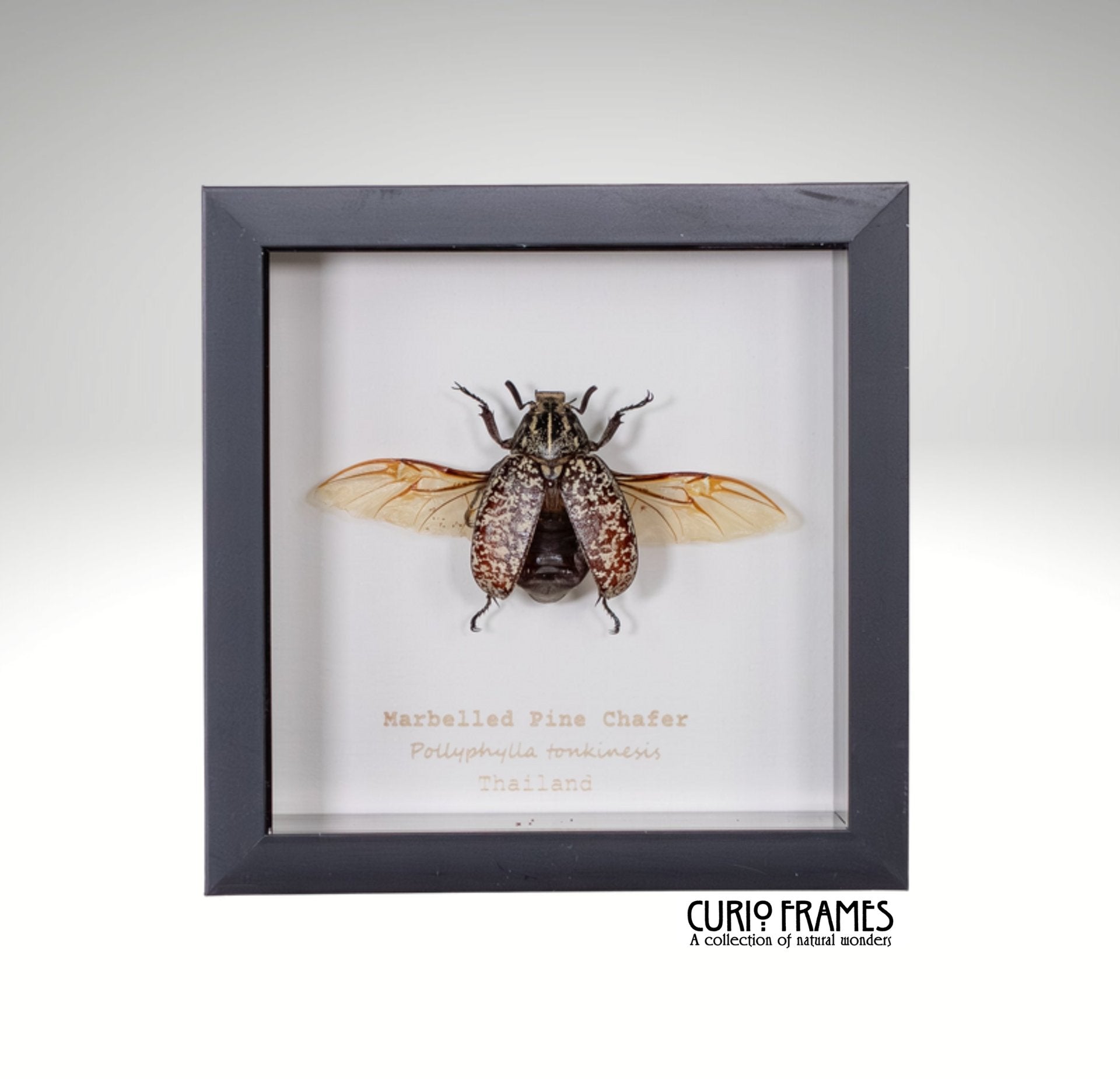 Marbelled Pine Chafer