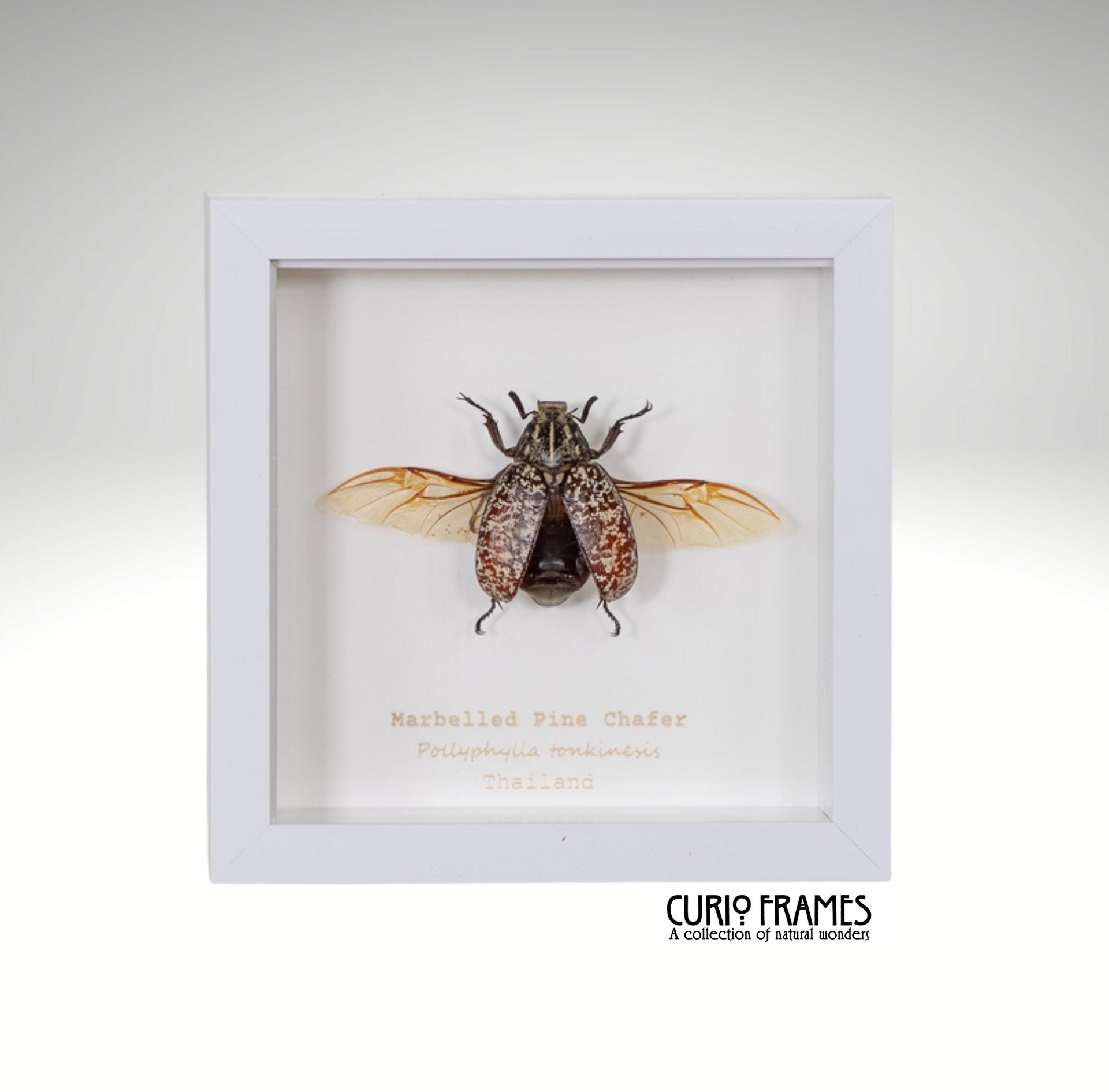 Marbelled Pine Chafer