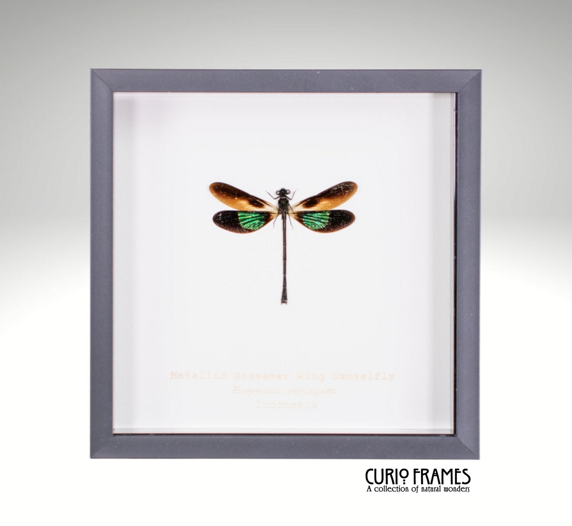 Metallic Gossamer Wing Damselfly