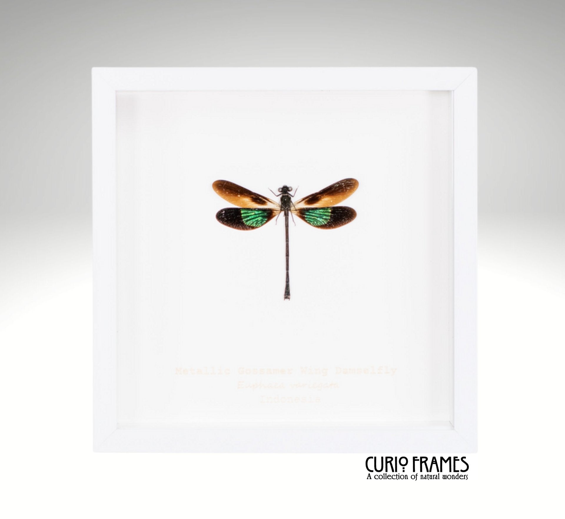 Metallic Gossamer Wing Damselfly