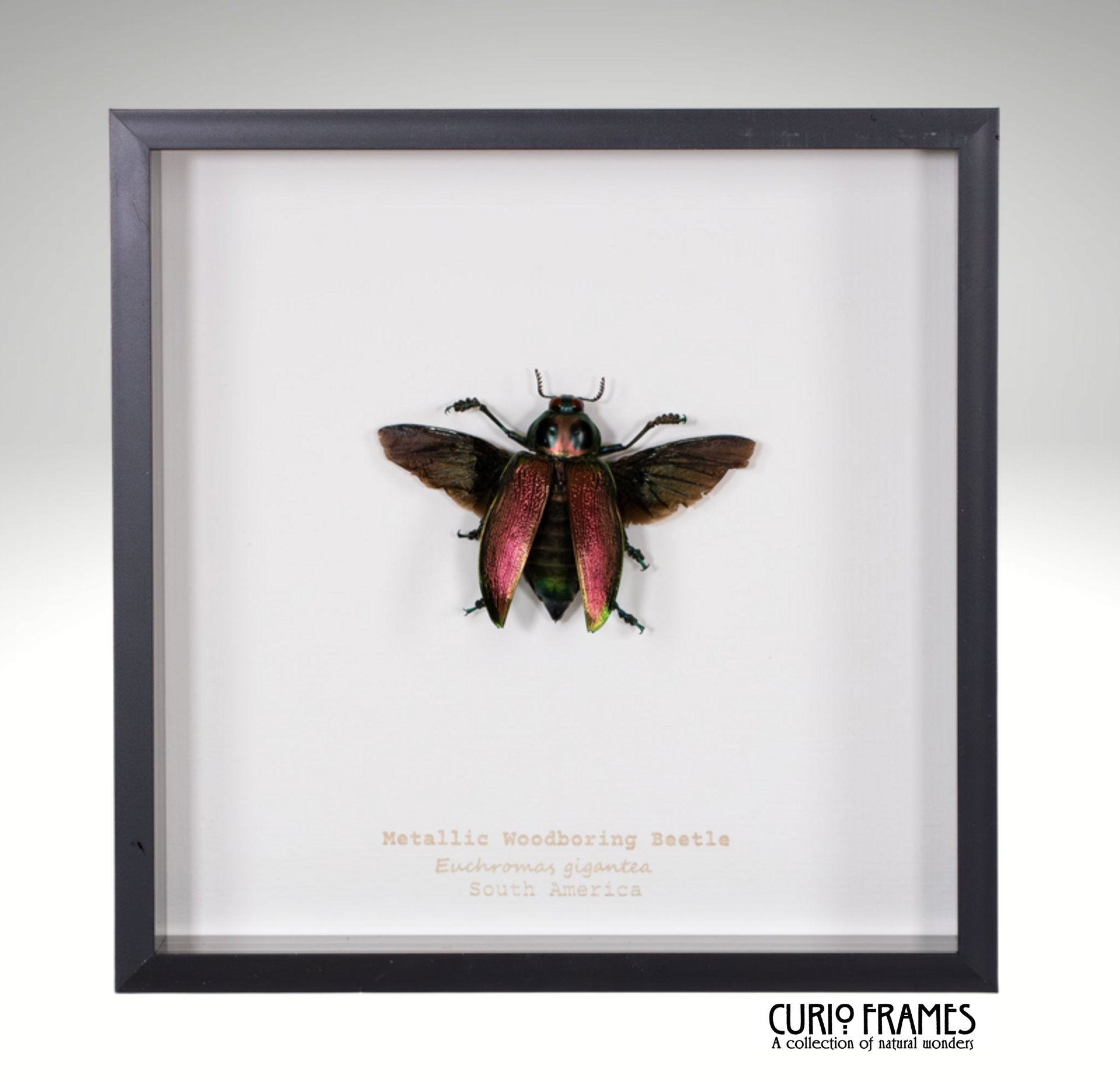 Metallic Woodboring Beetle