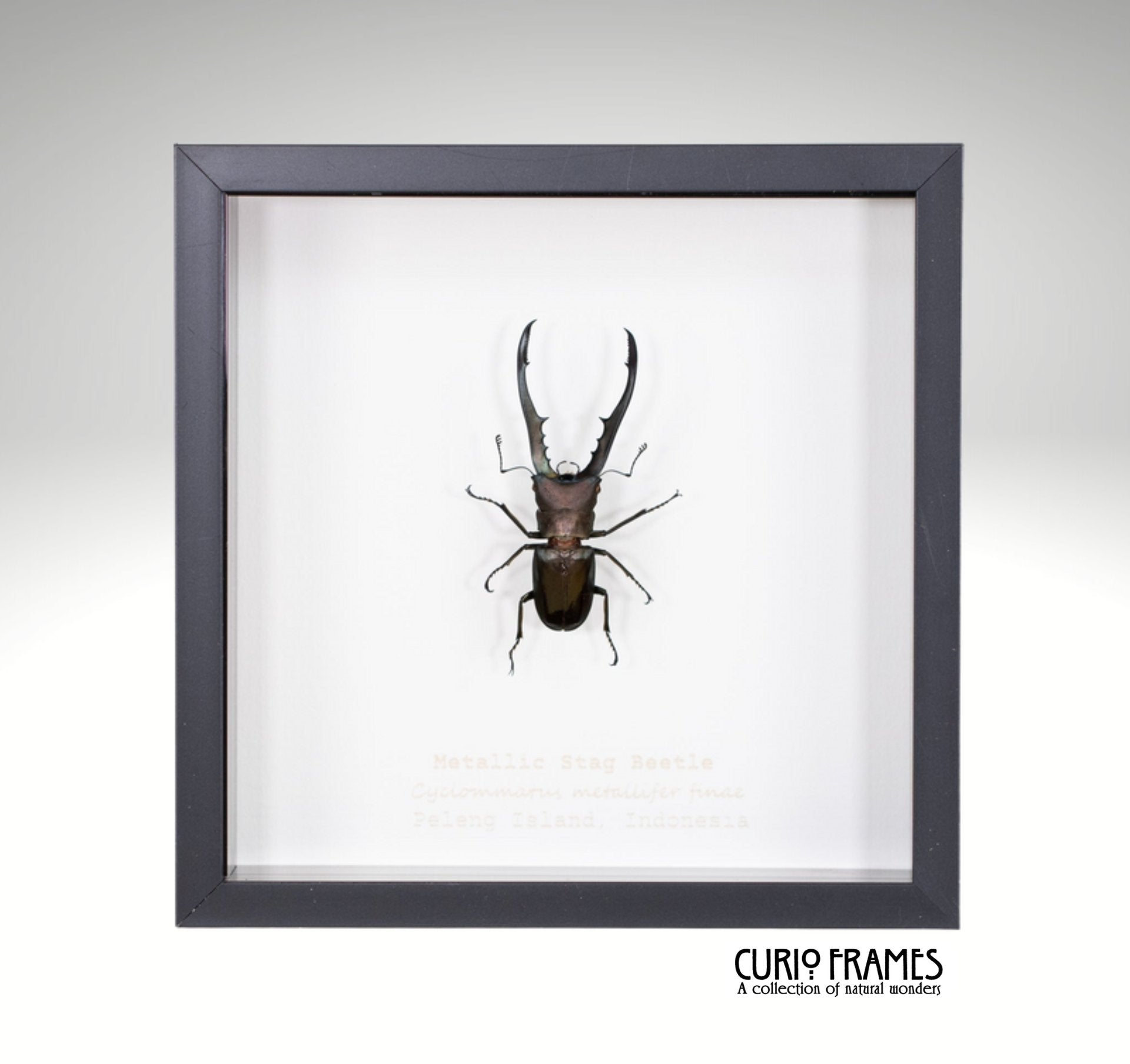 Metallic Stag Beetle