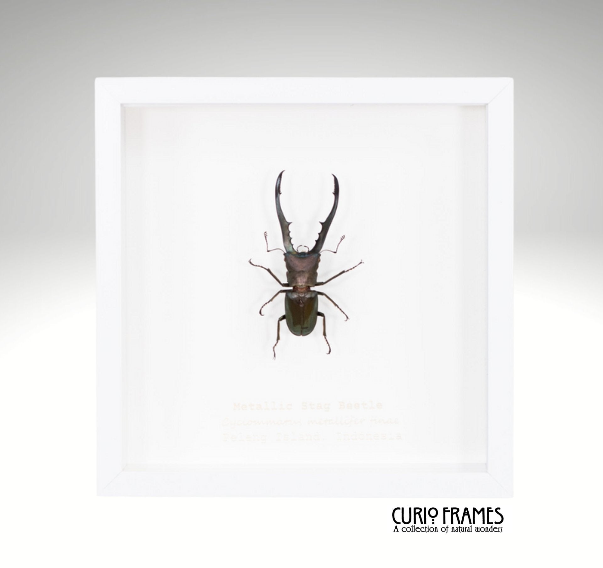 Metallic Stag Beetle