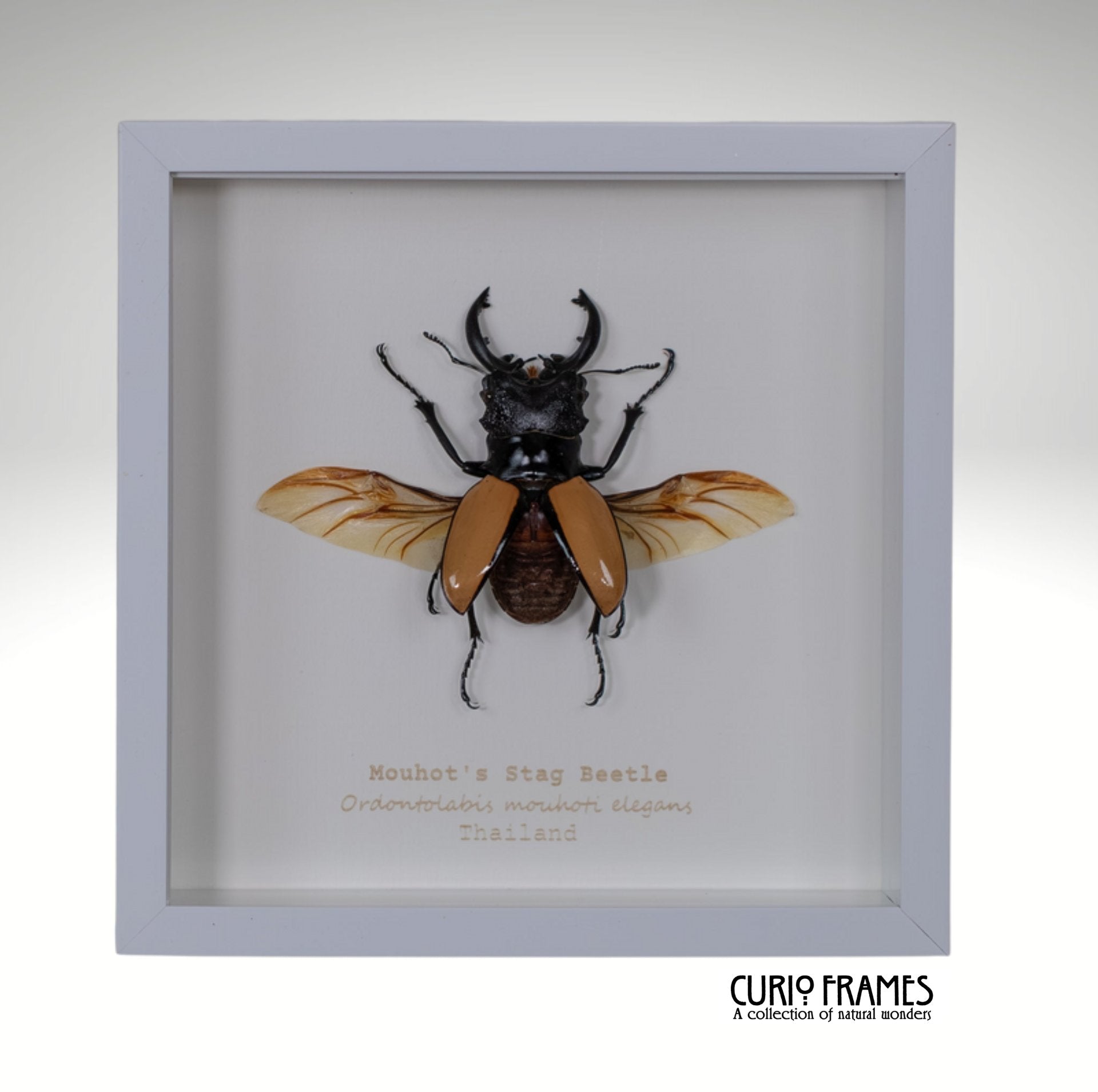 Mouhot's Stag Beetle