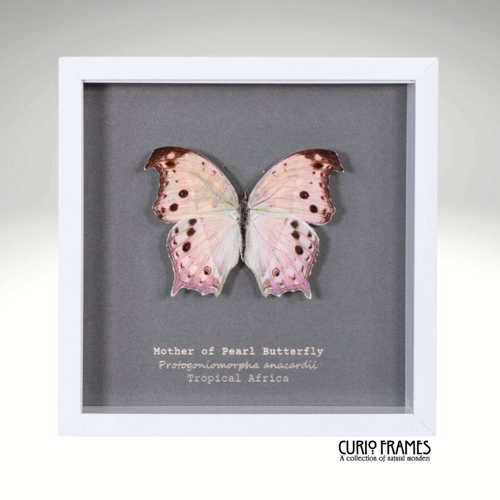 Mother of Pearl Butterfly