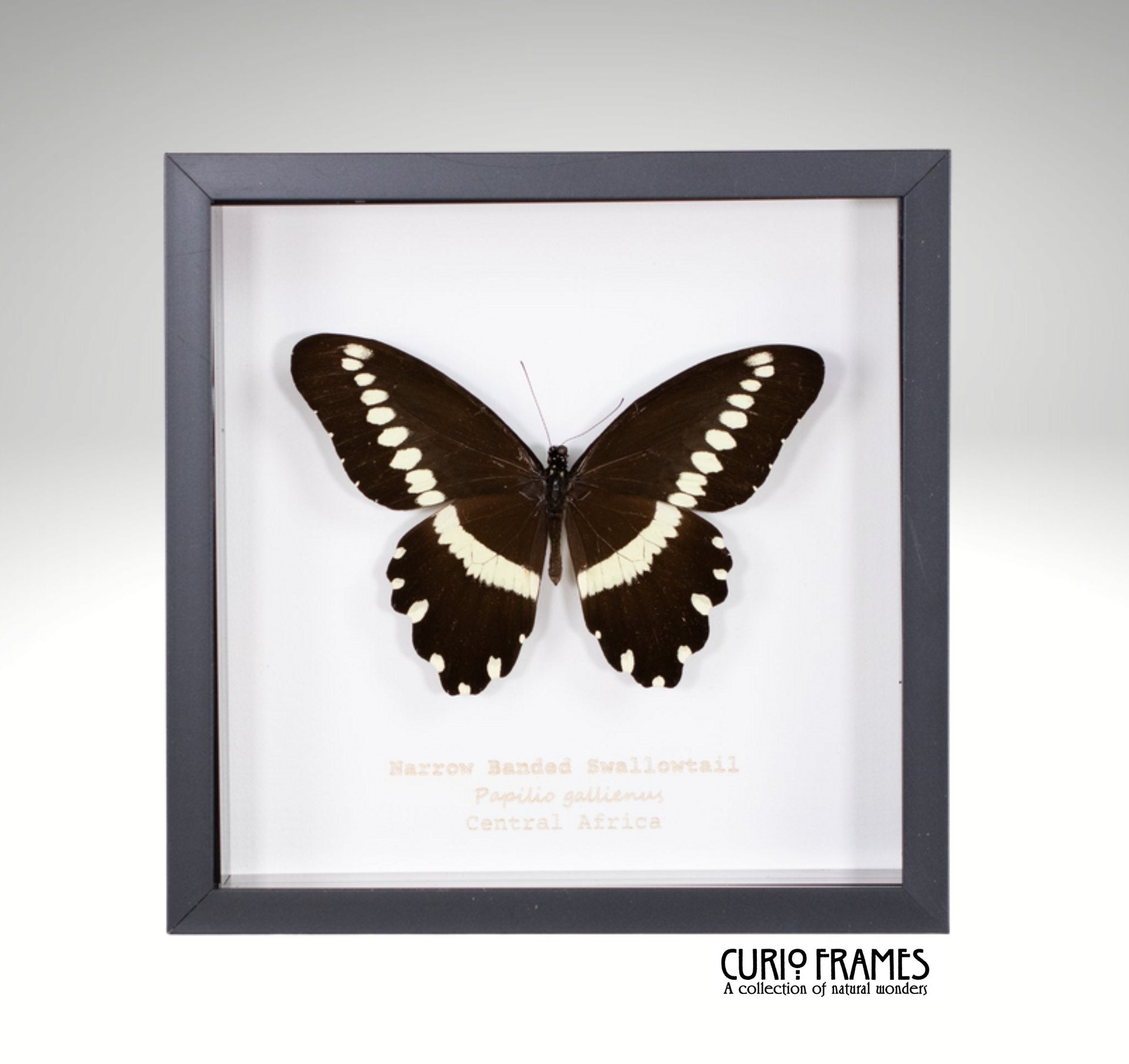 Narrow Banded Swordtail