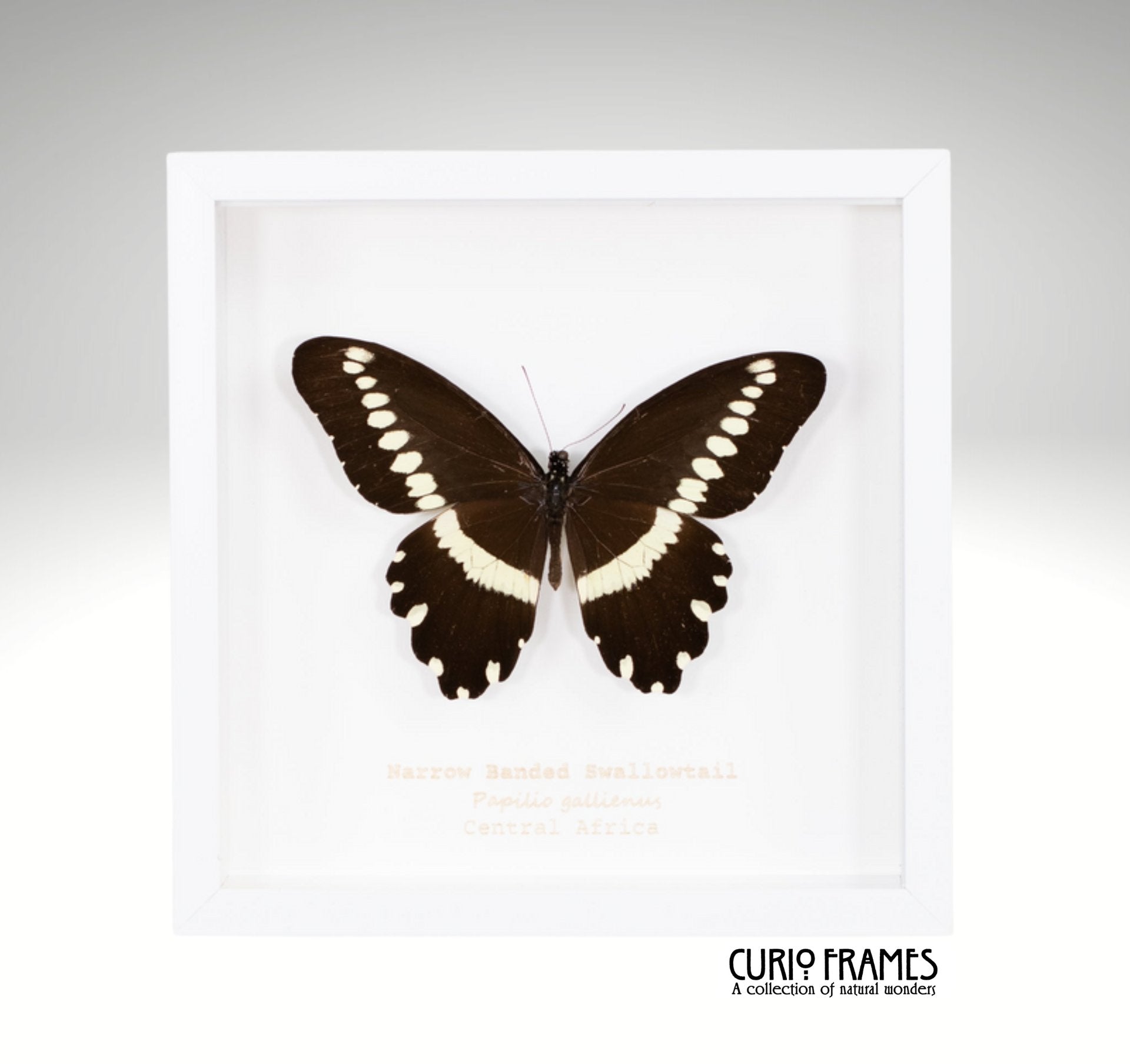 Narrow Banded Swordtail