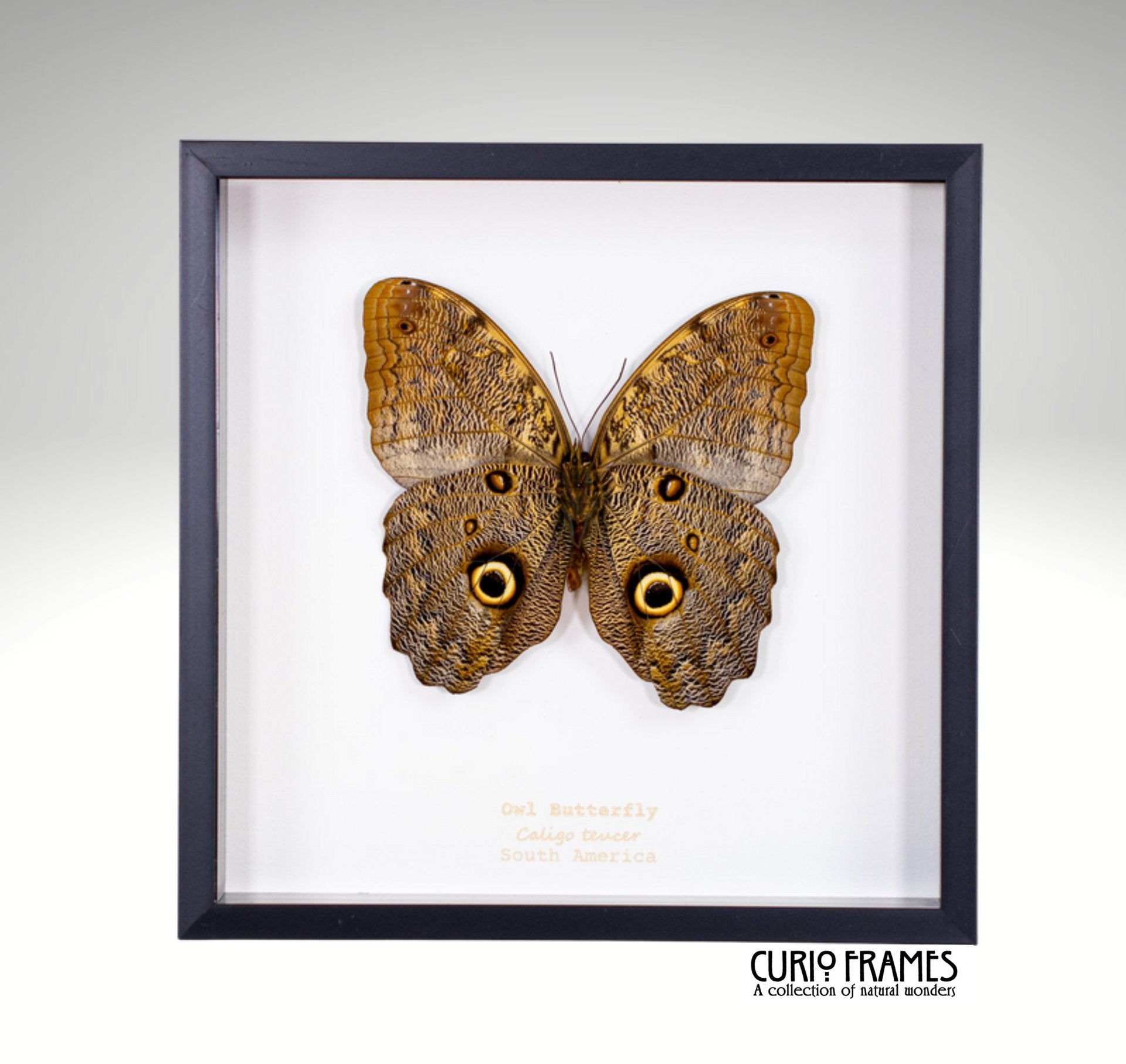 Owl Butterfly (large)