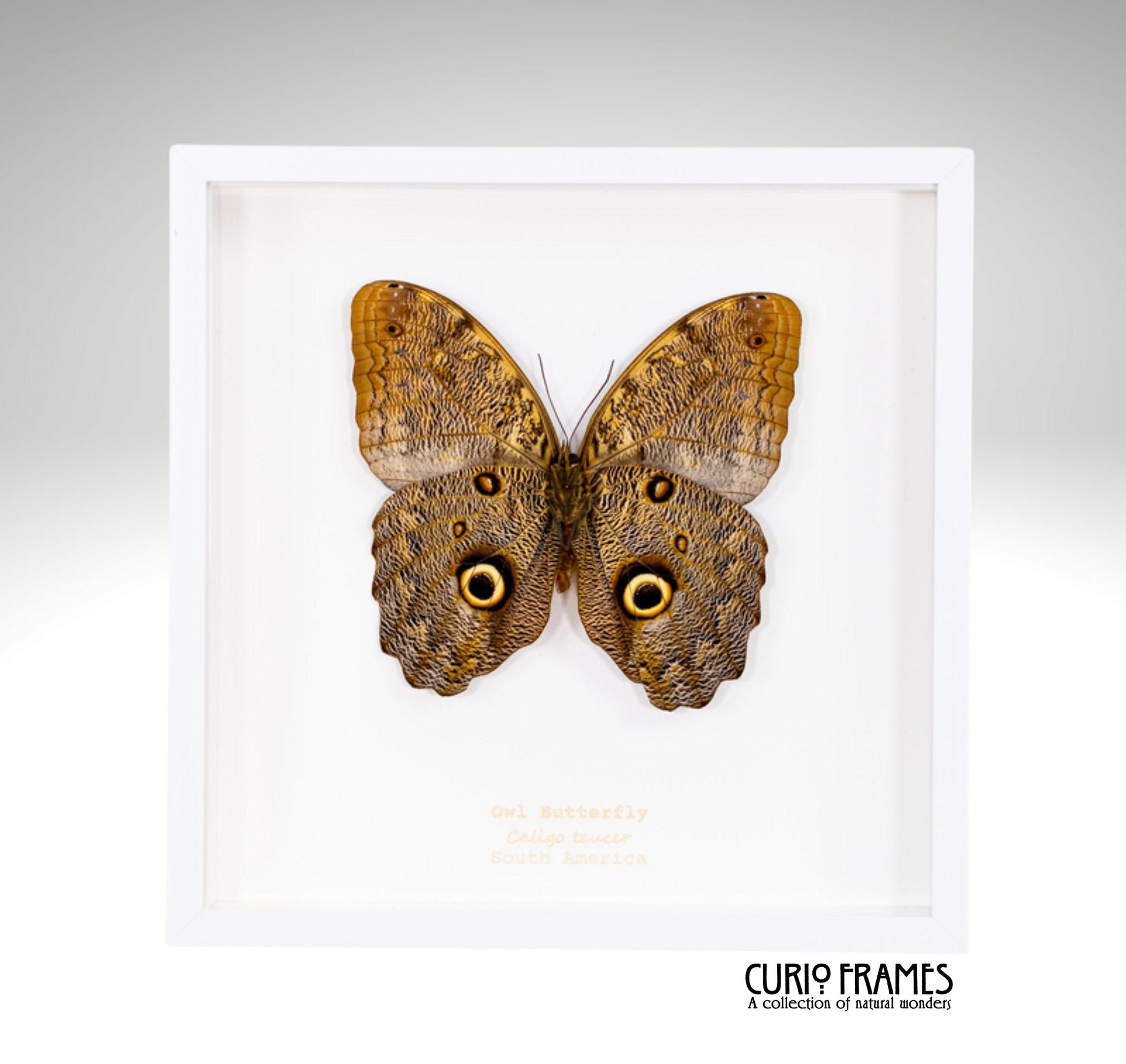 Owl Butterfly (large)