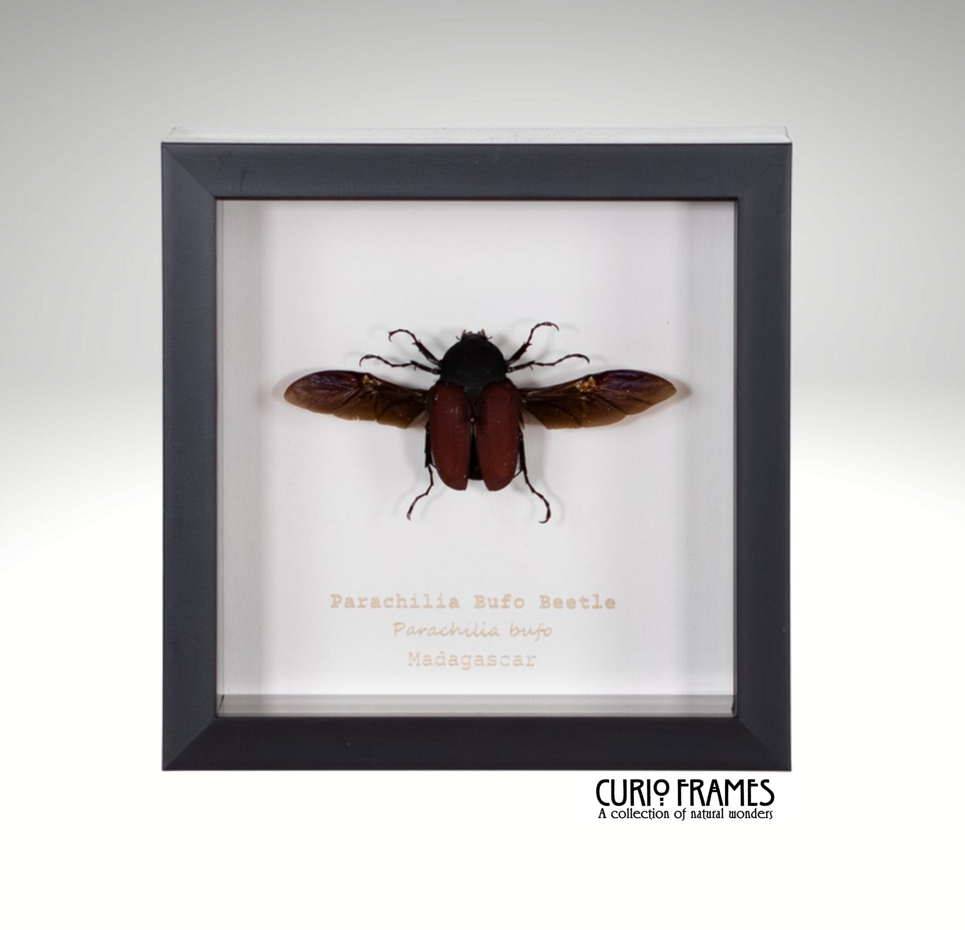 Parachilia Bufo Beetle