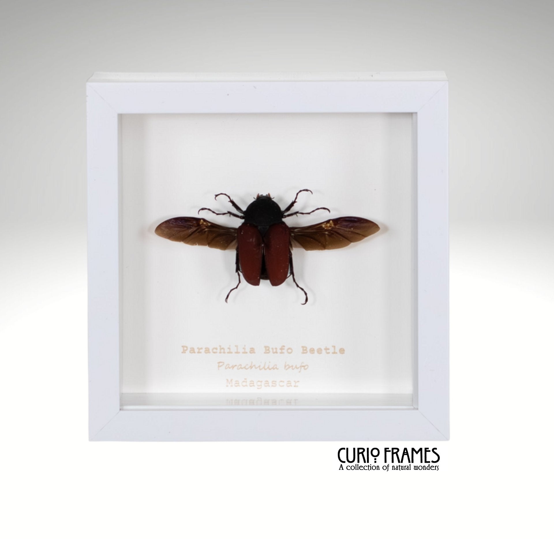 Parachilia Bufo Beetle