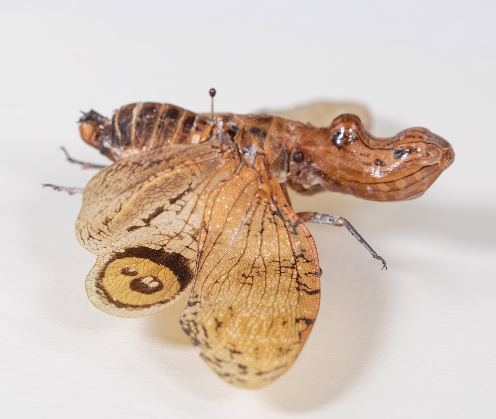 Peanut Head Lanternfly