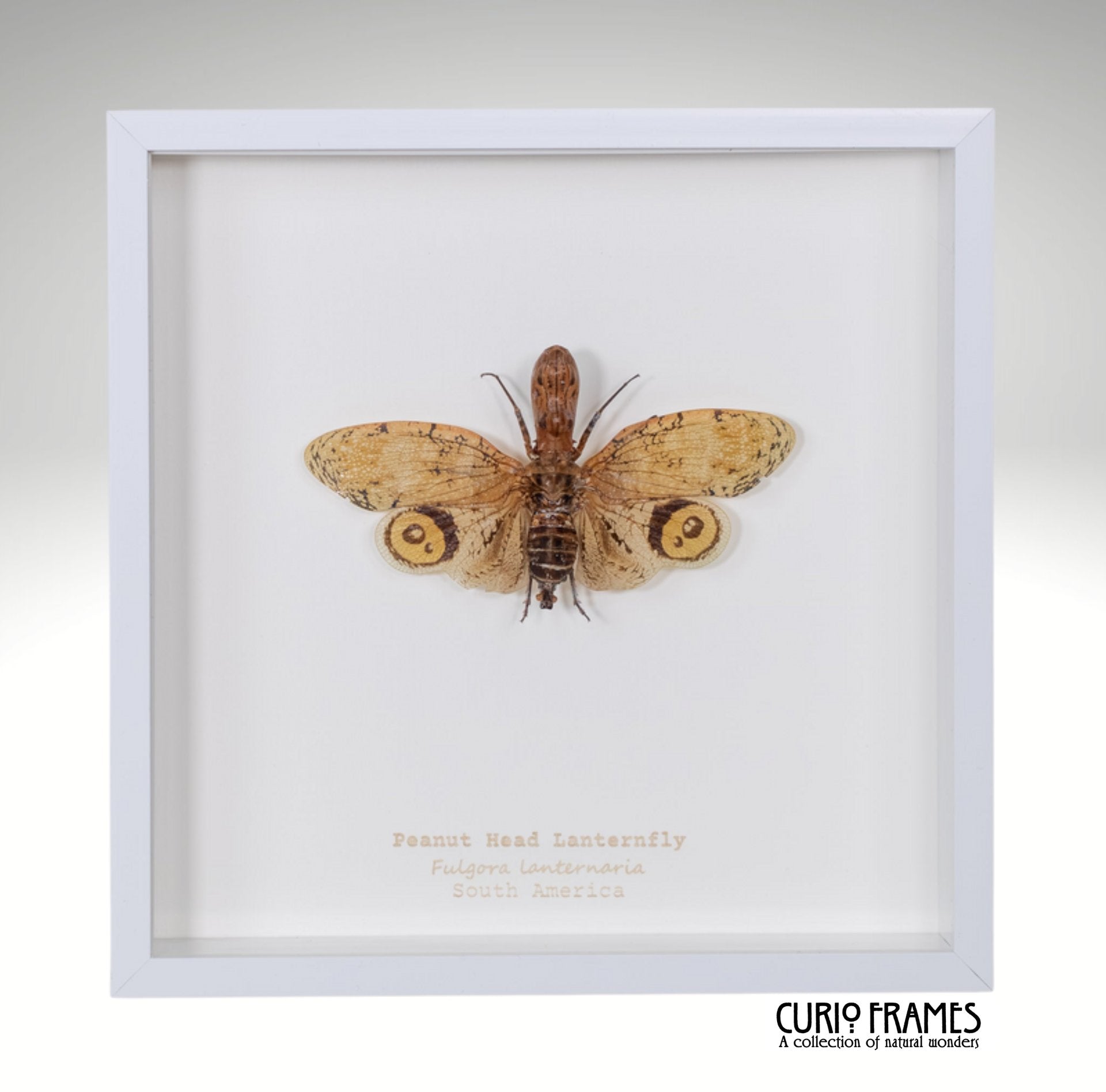 Peanut Head Lanternfly