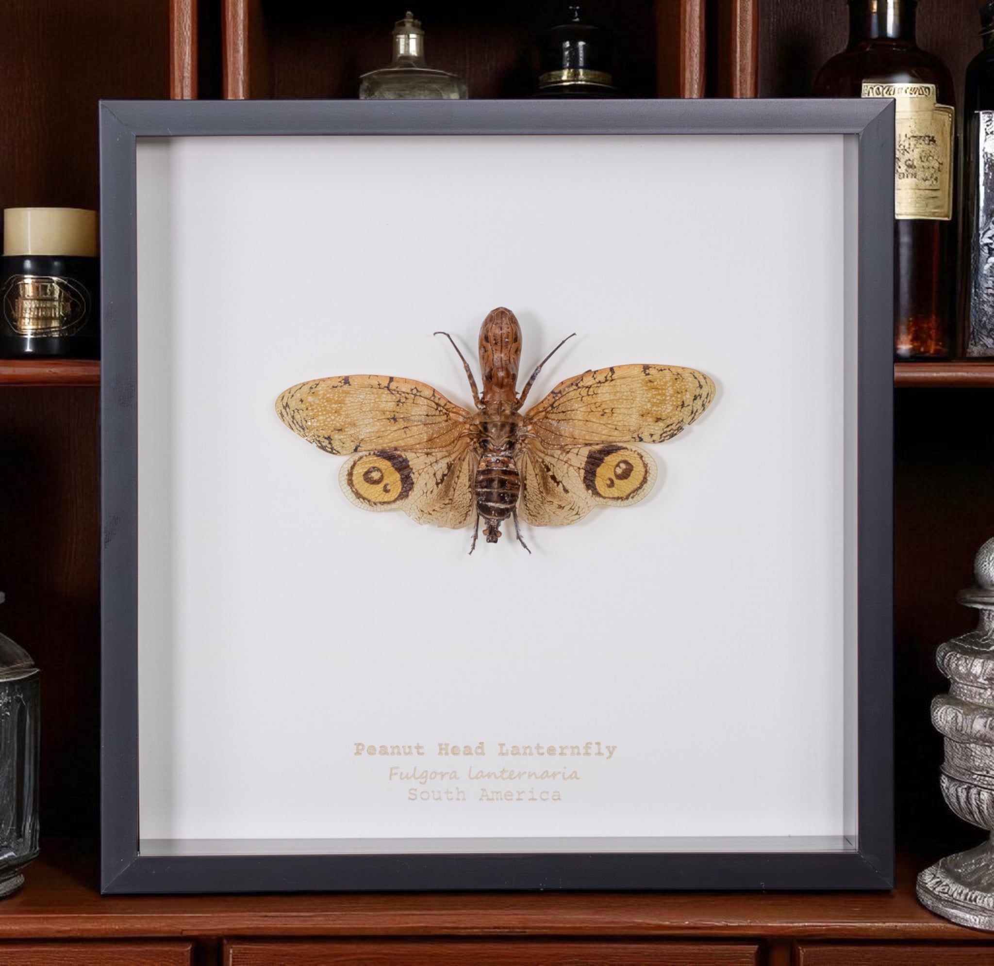 Peanut Head Lanternfly