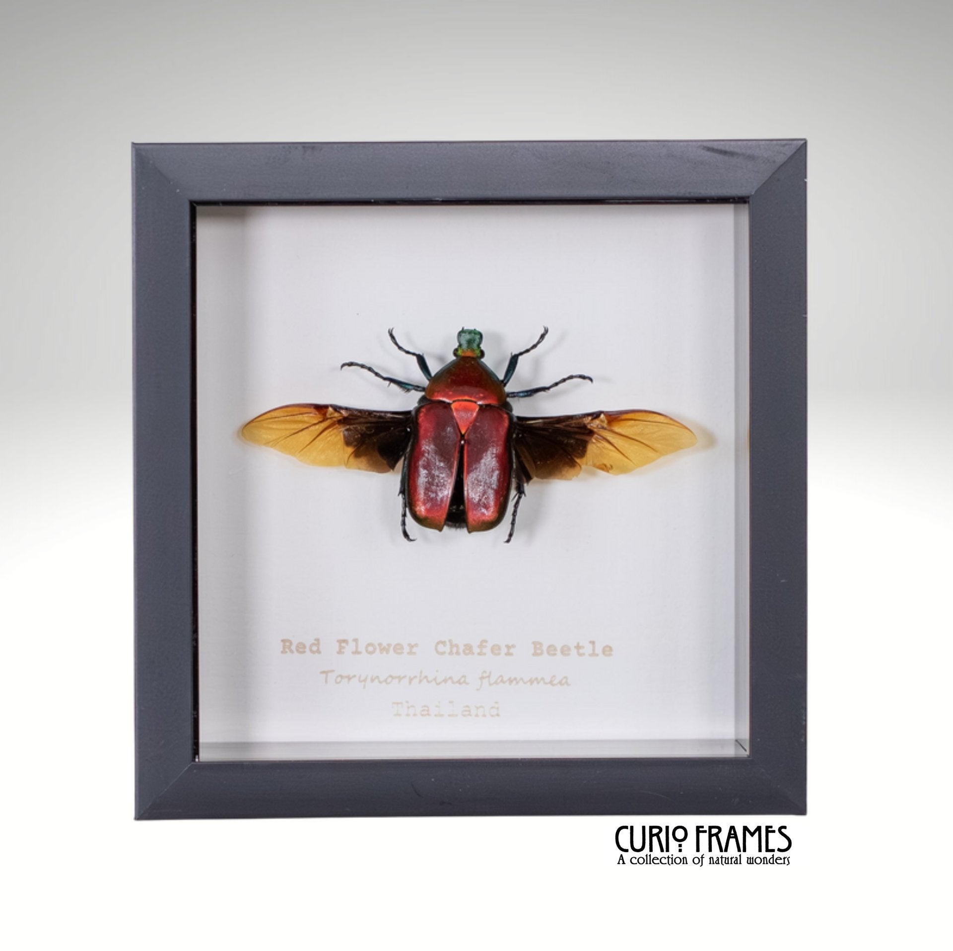 Red Flower Chafer Beetle