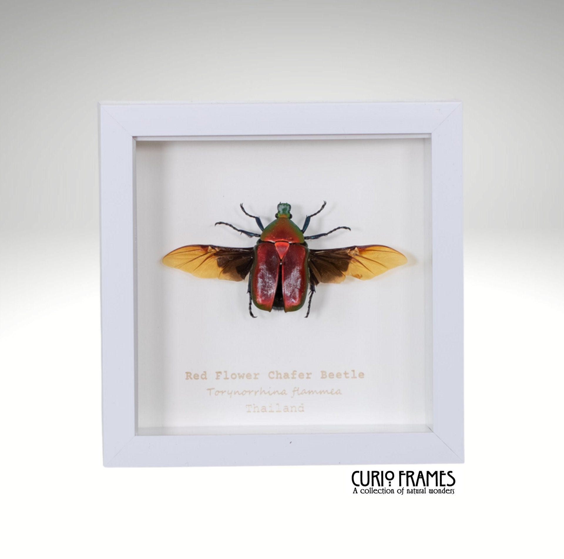 Red Flower Chafer Beetle