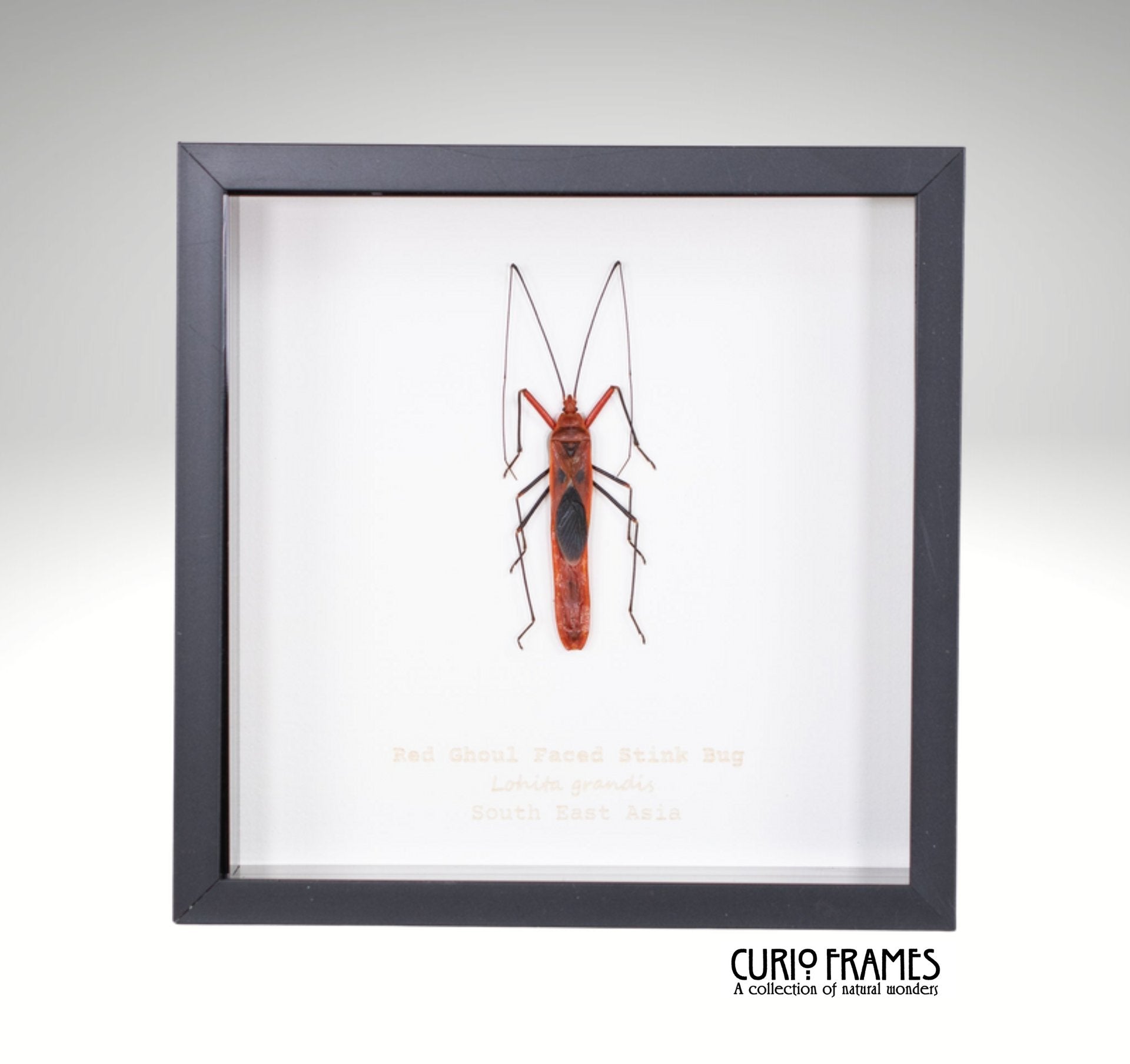 Red Ghoul Faced Stink Bug