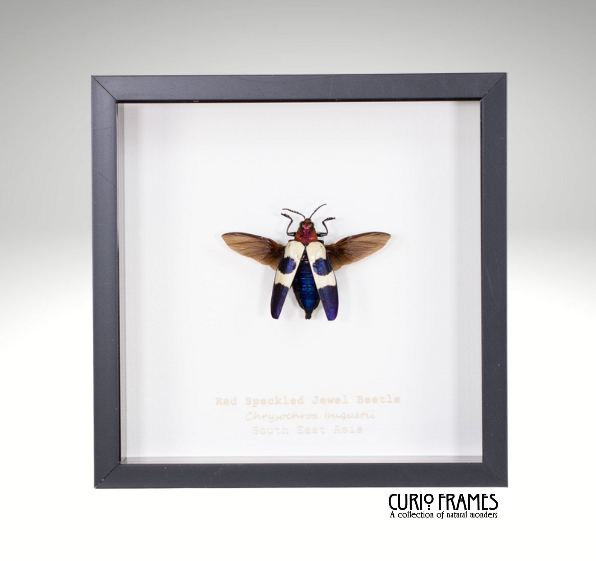 Red Speckled Jewel Beetle