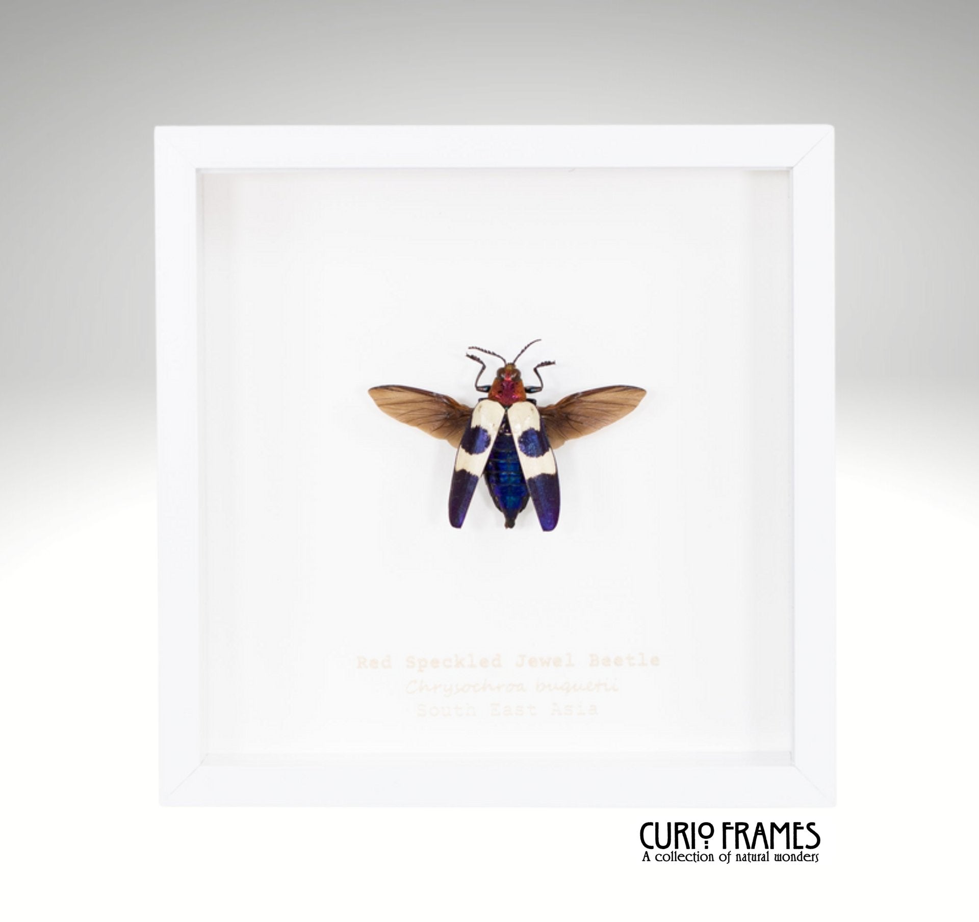 Red Speckled Jewel Beetle