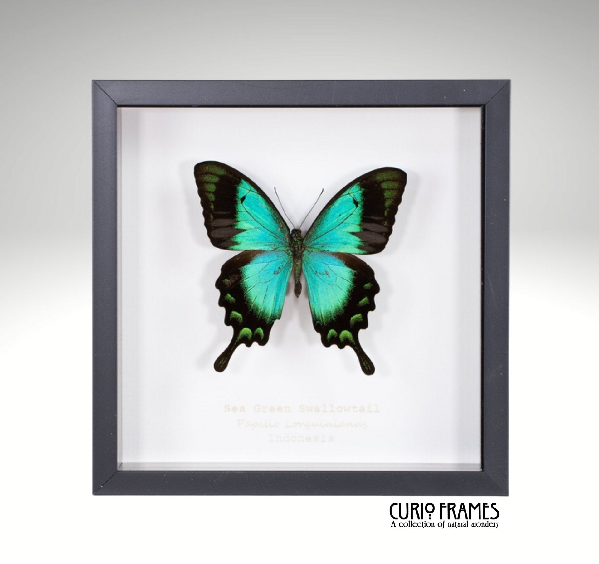 Sea Green Swallowtail