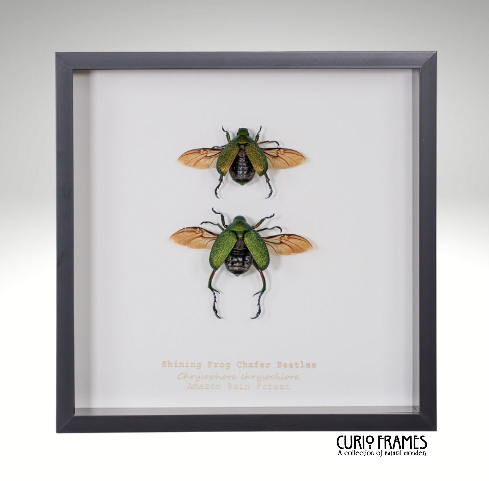 Shining Frog Chafer Beetles