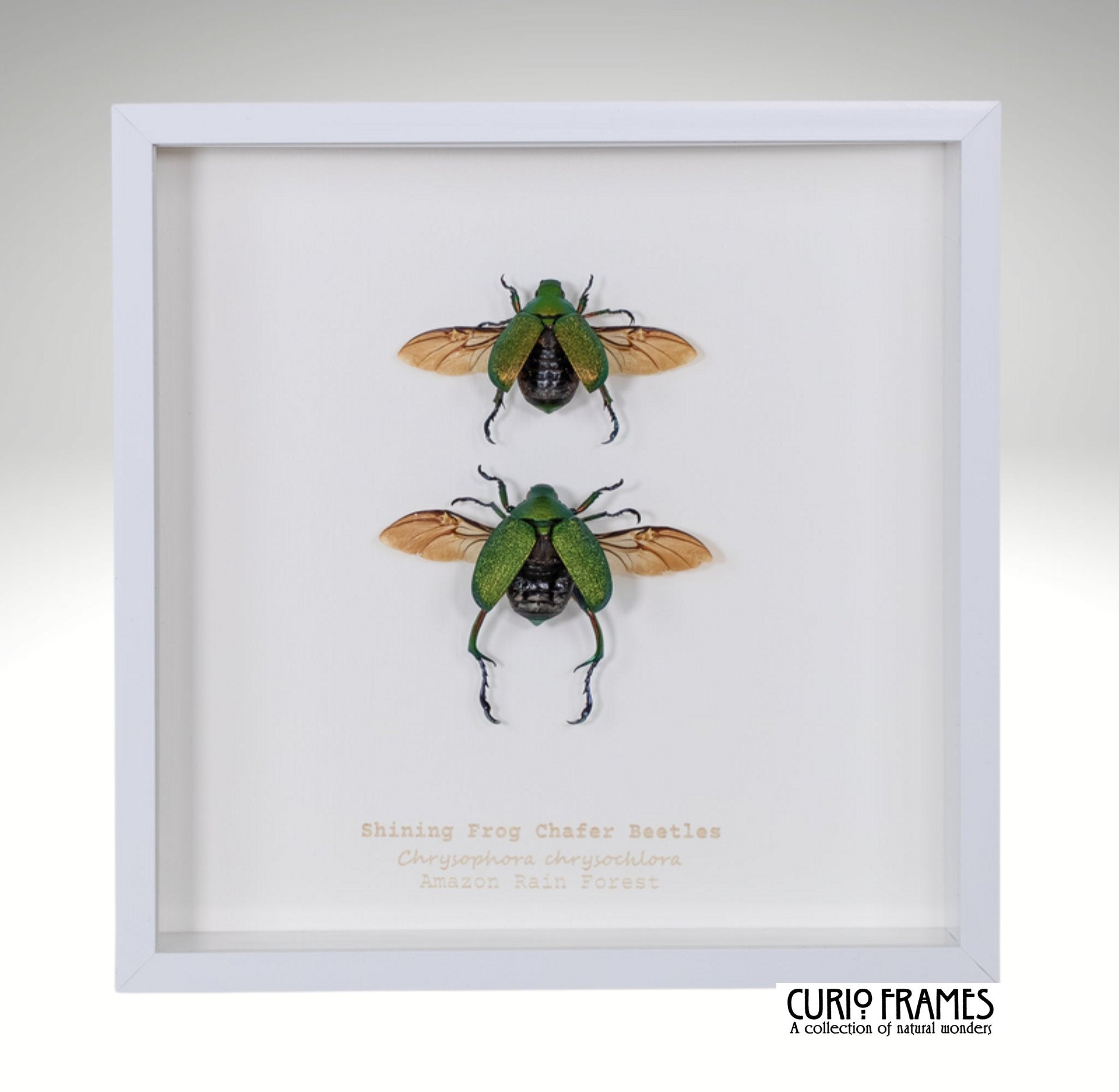 Shining Frog Chafer Beetles