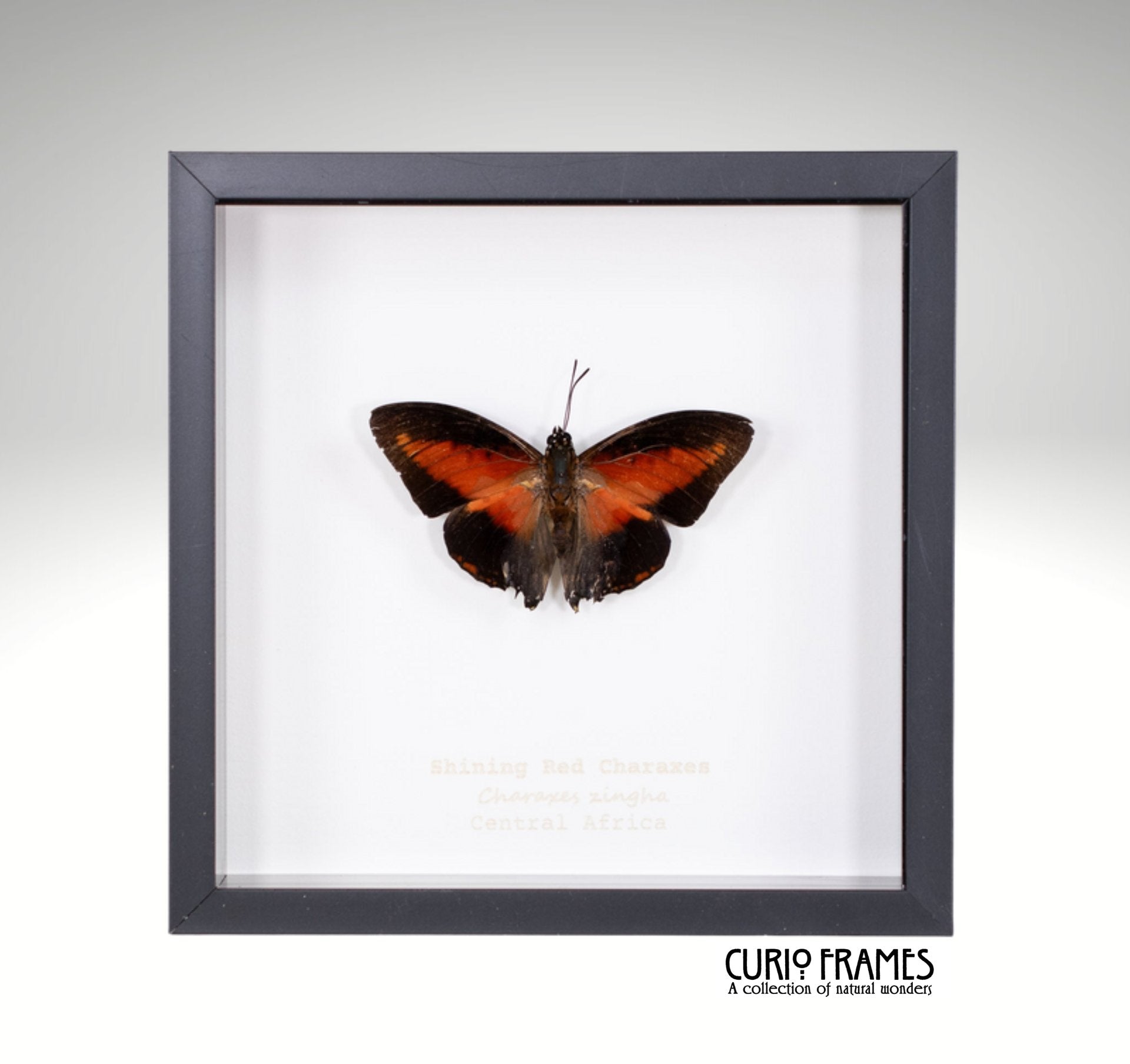 Shining Red Charaxes