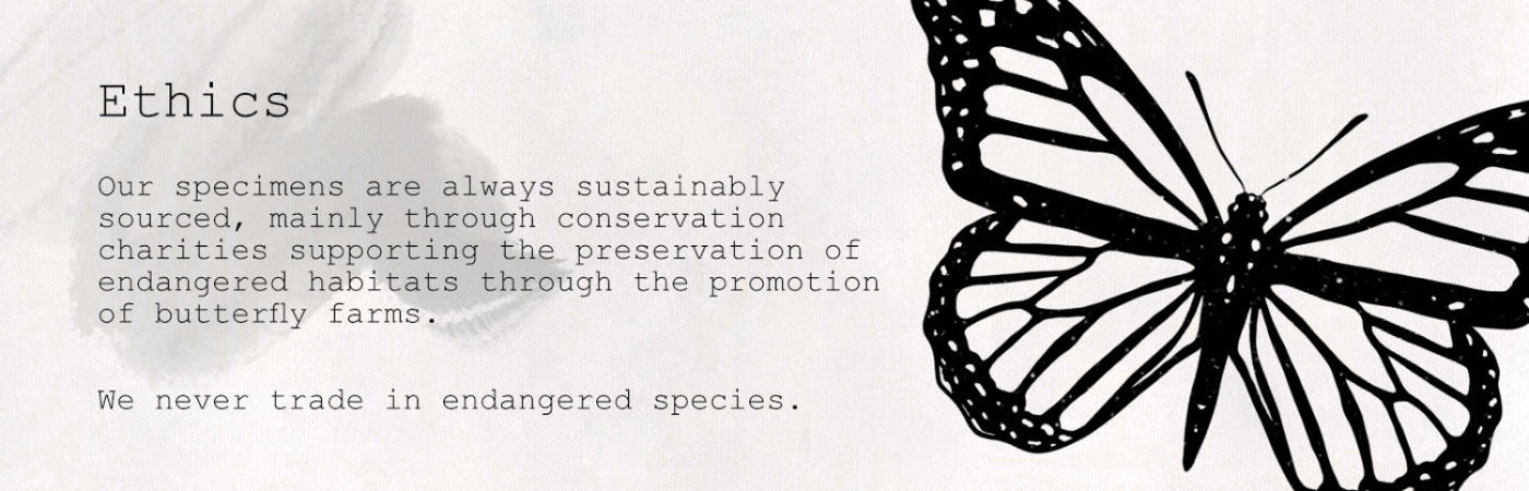 Butterfly with text about sustainability and ethics on a white background