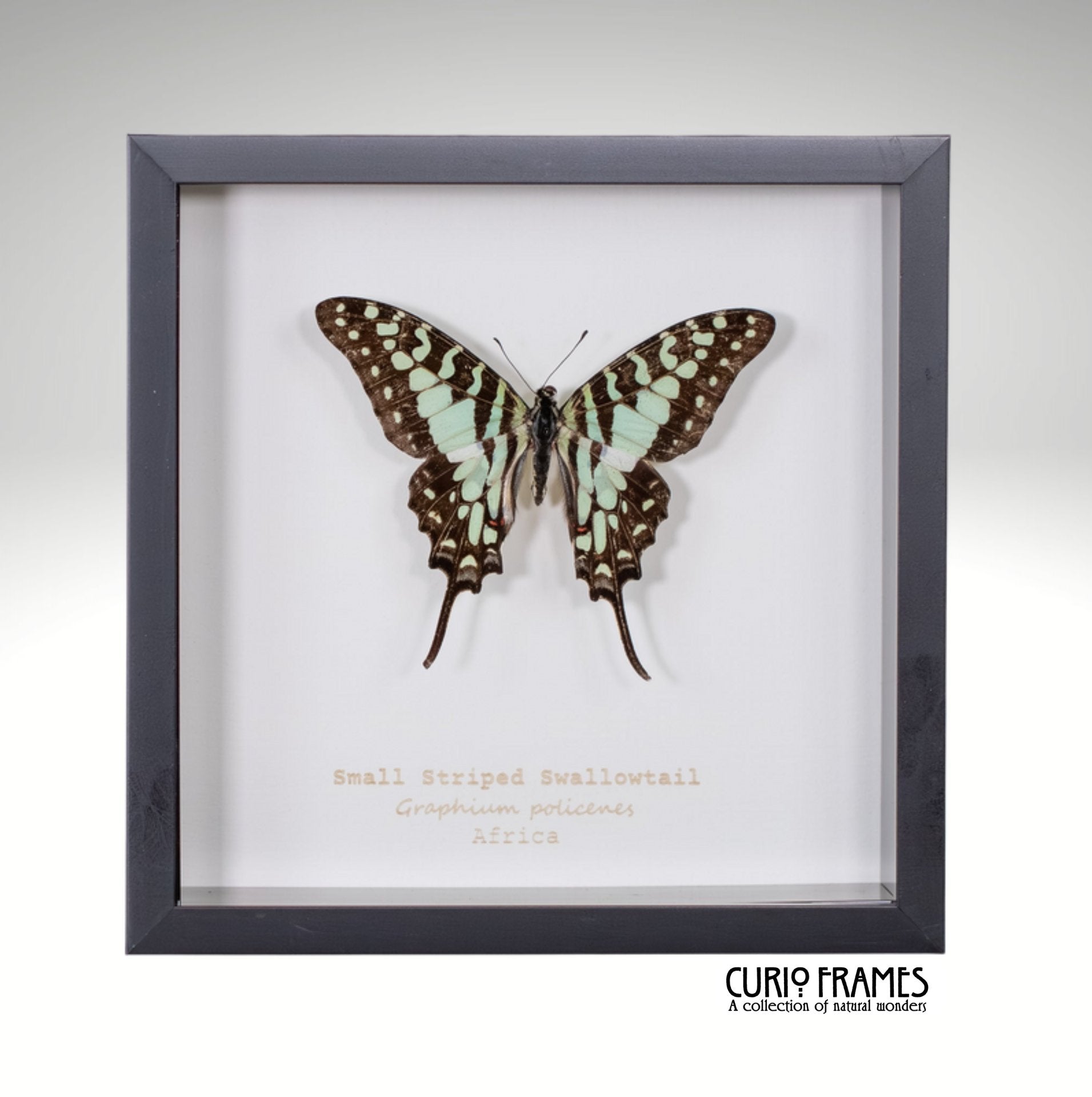 Small Striped Swallowtail