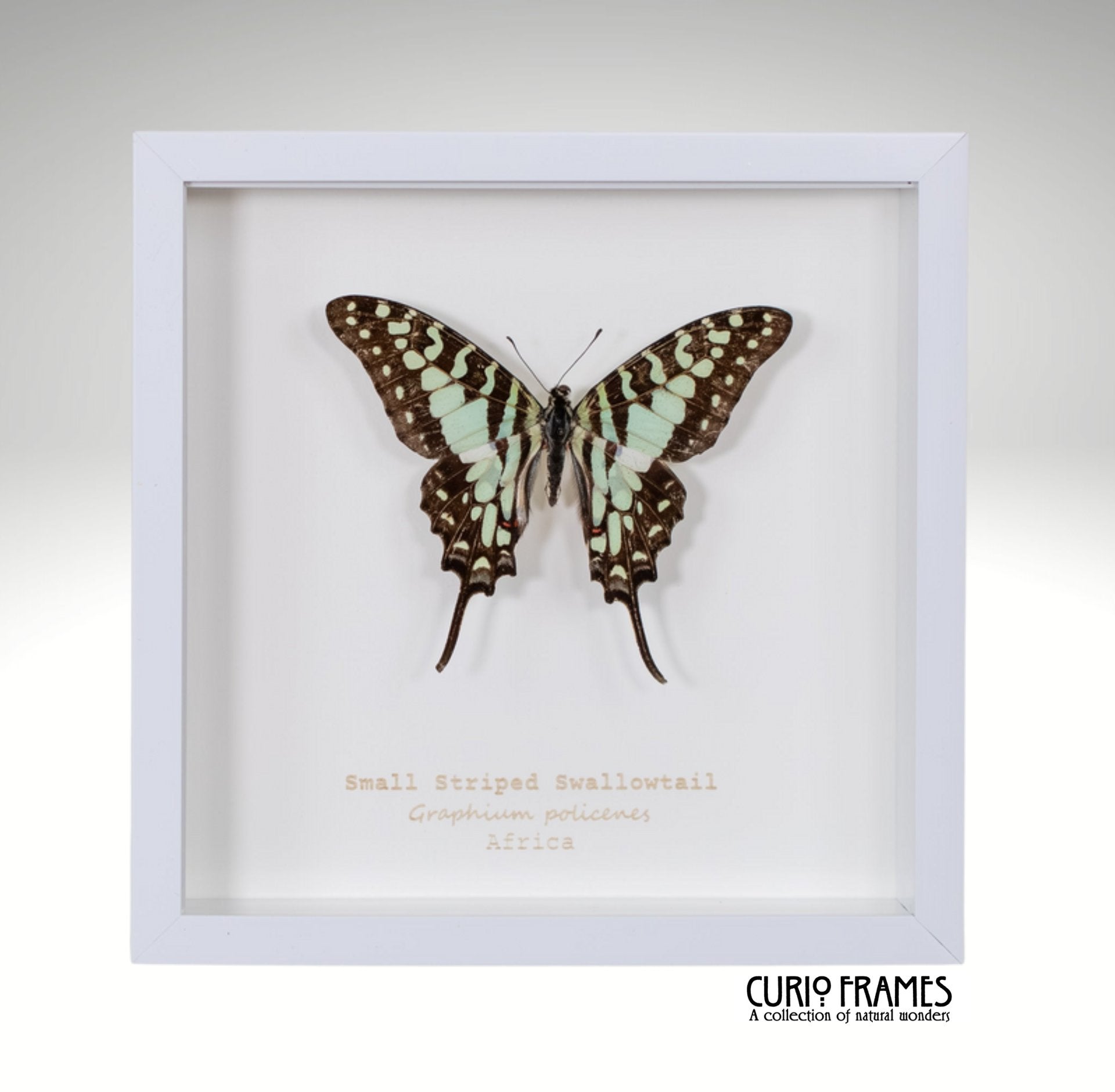 Small Striped Swallowtail