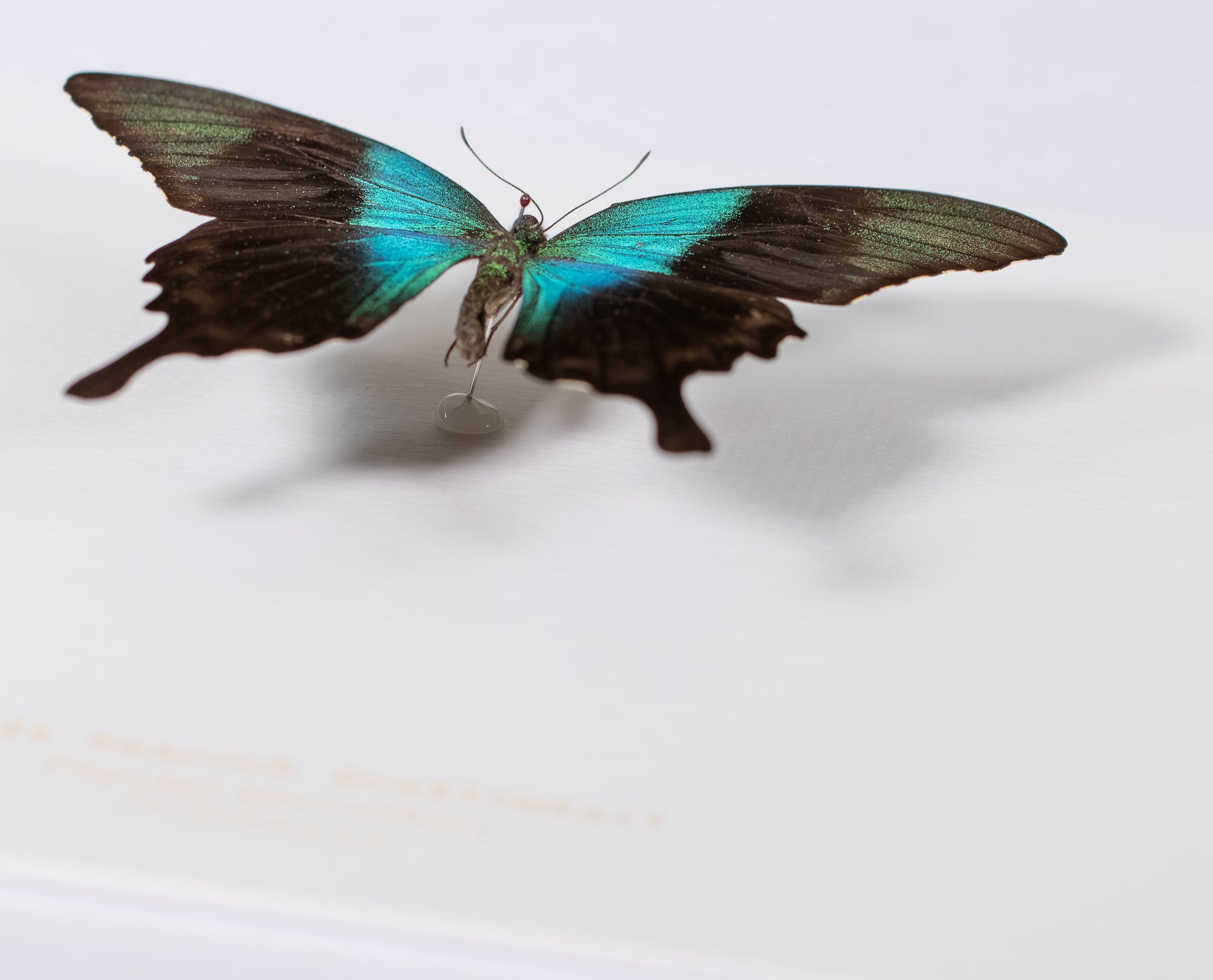 Swift Peacock Swallowtail