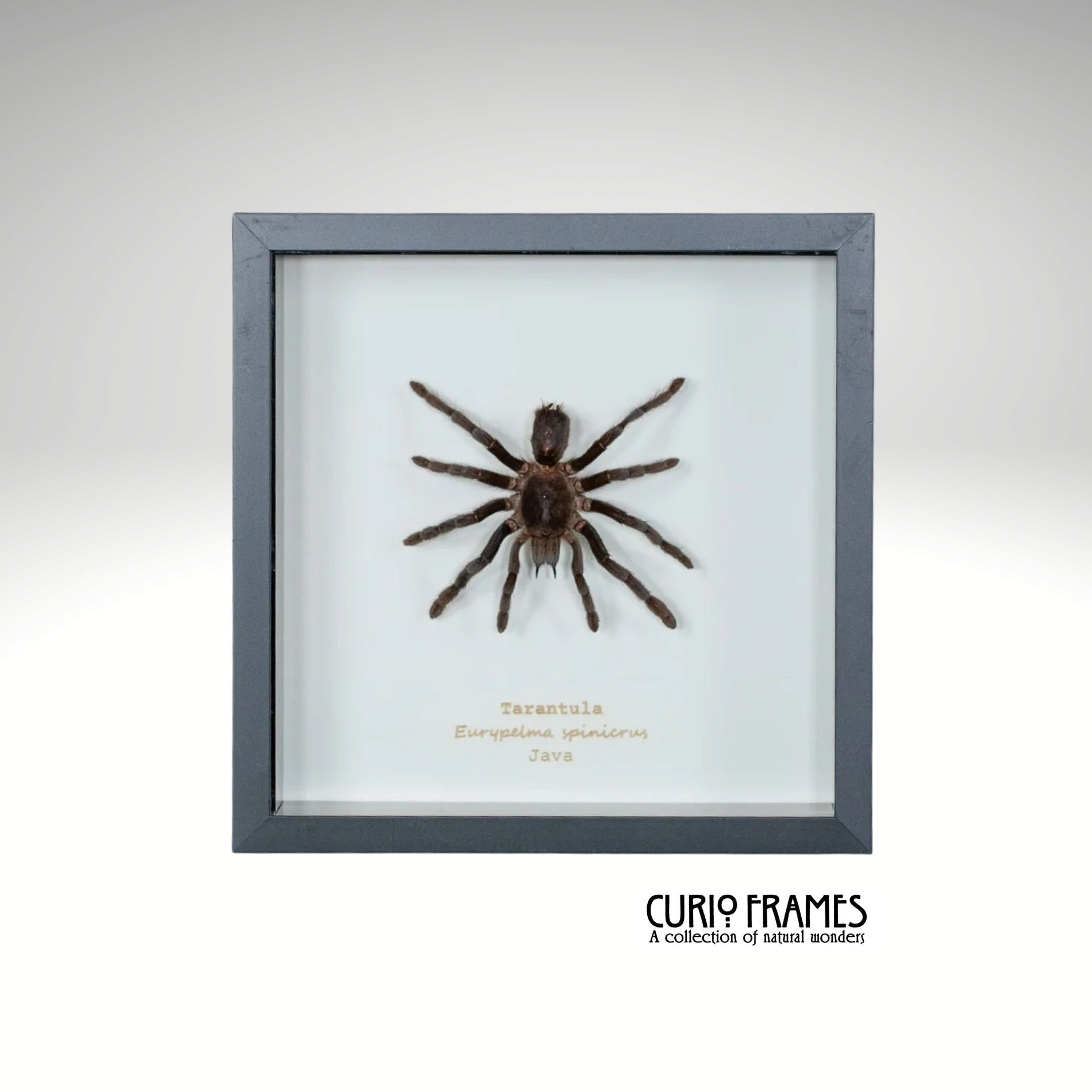 Tarantula