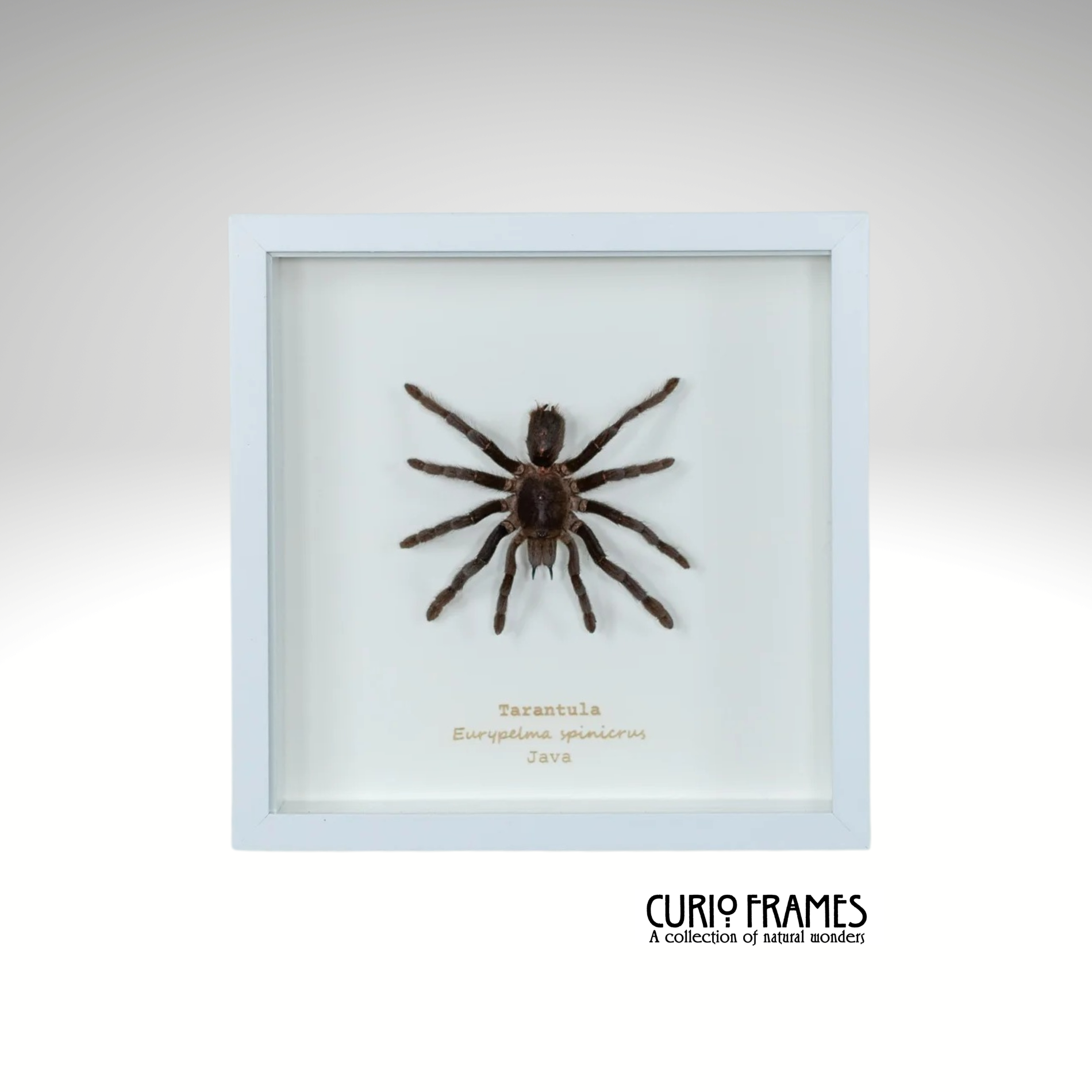 Tarantula