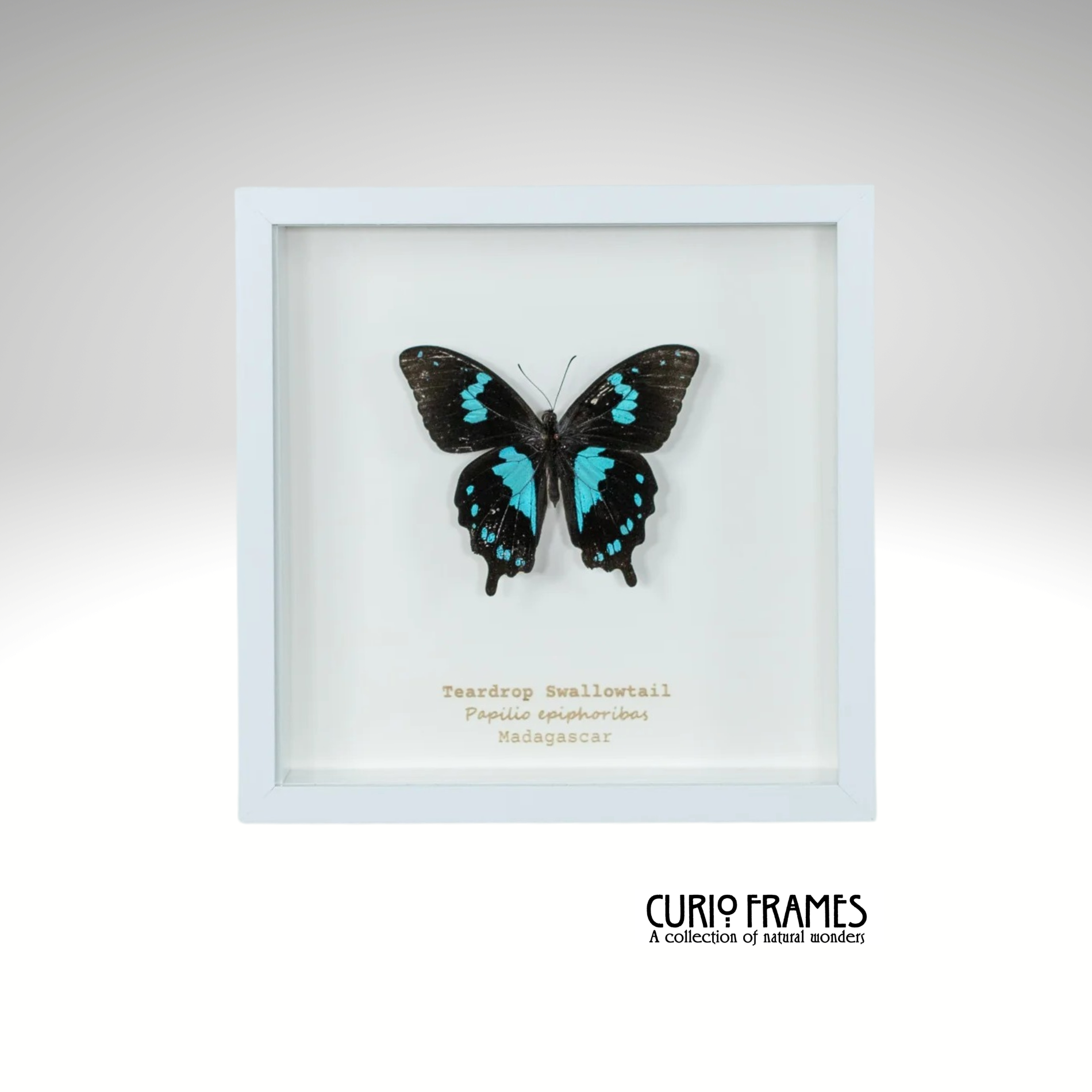 Teardrop Swallowtail