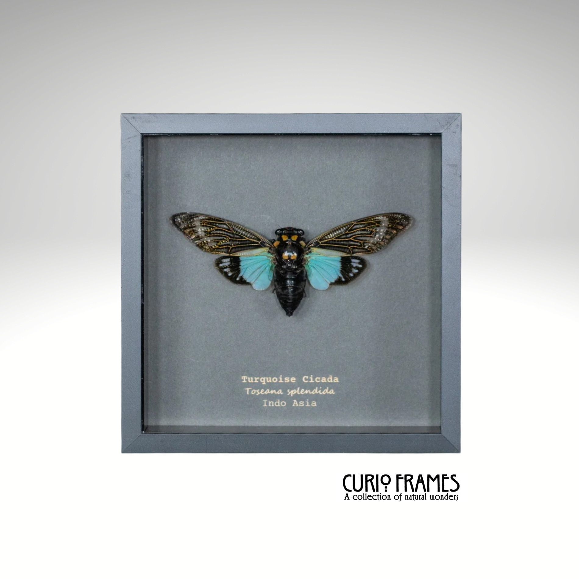 Turquoise Cicada