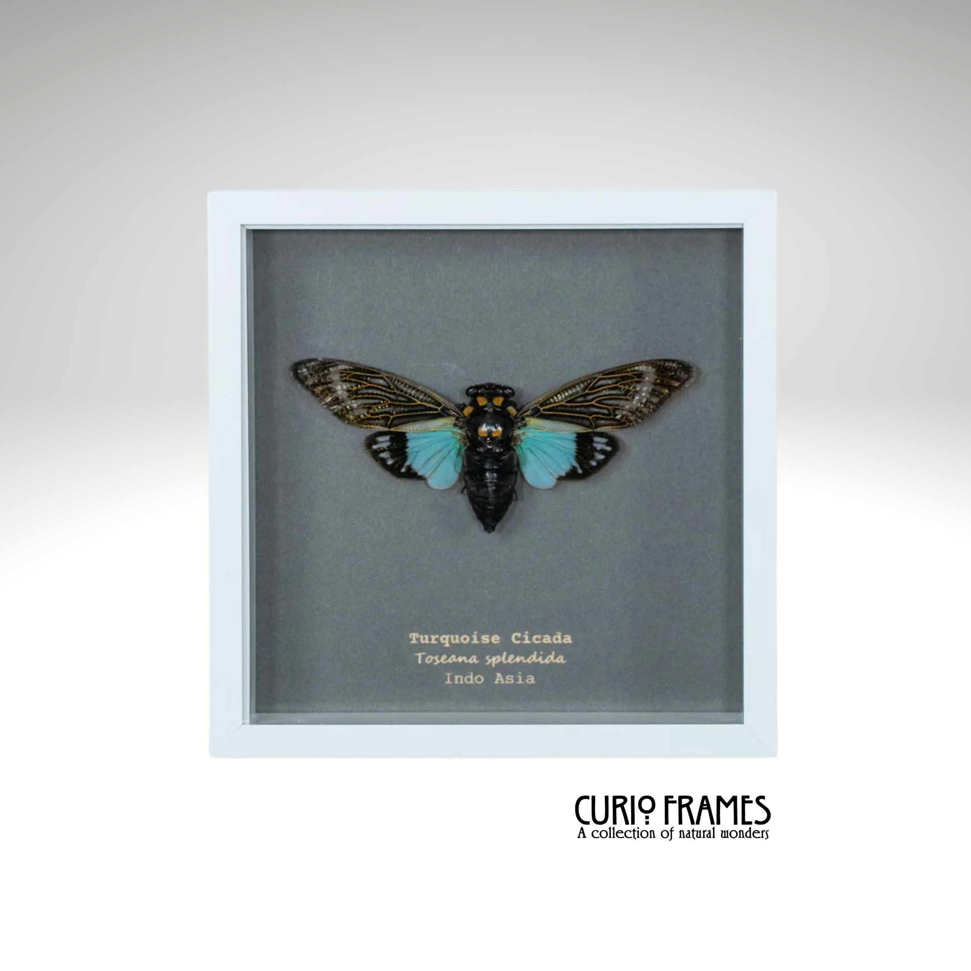 Turquoise Cicada