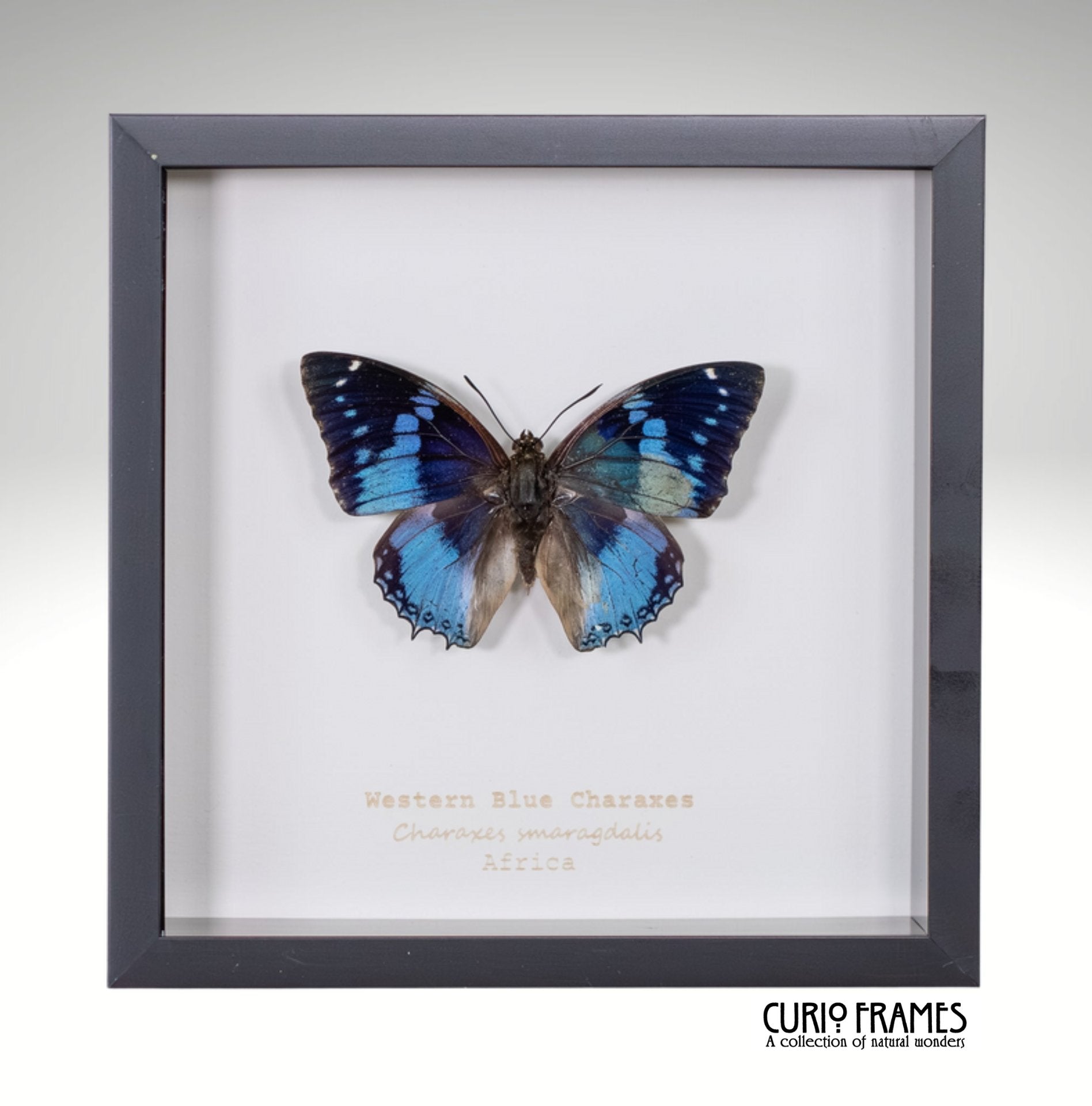 Western Blue Charaxes