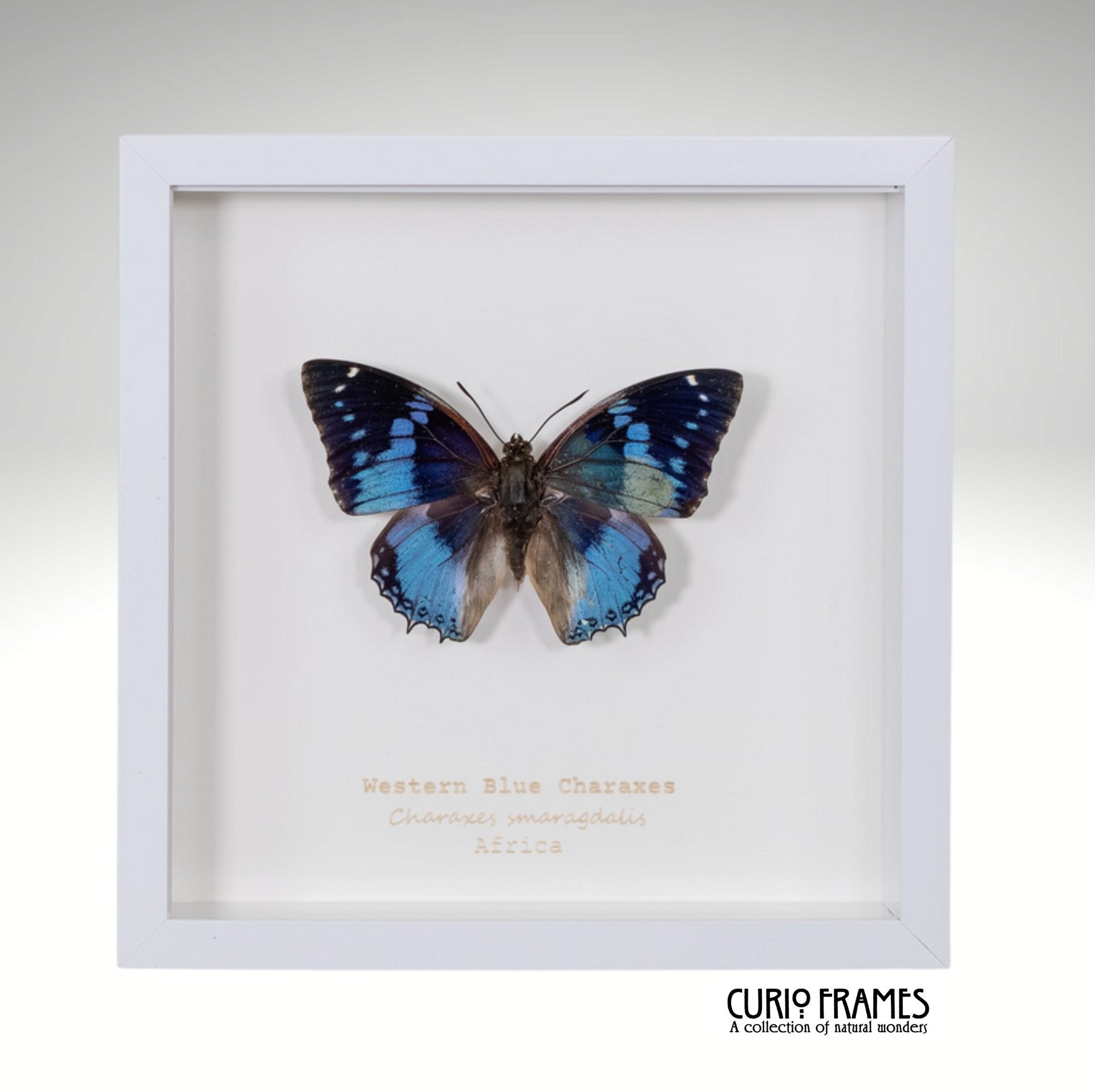 Western Blue Charaxes