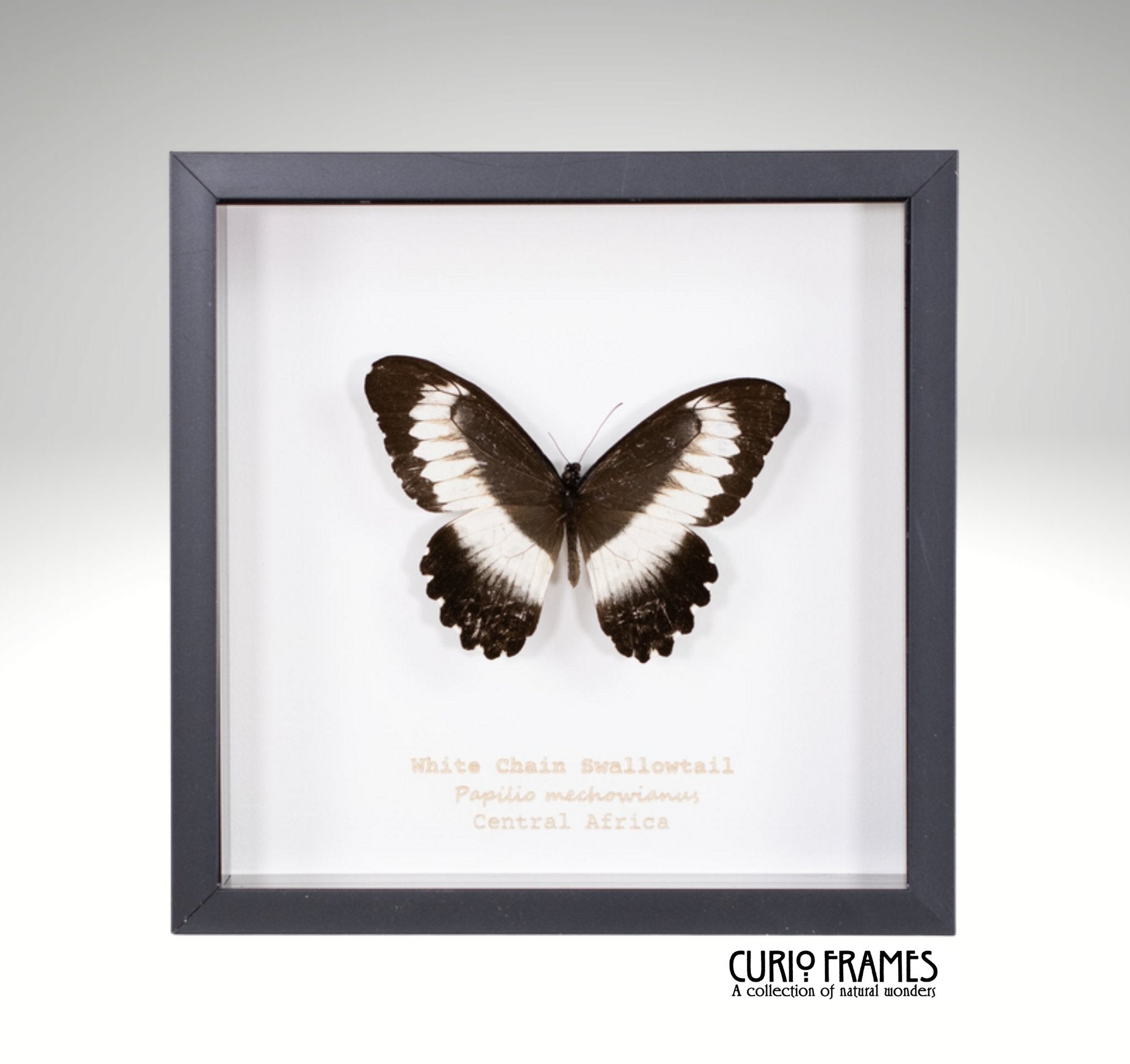 White Chain Swallowtail