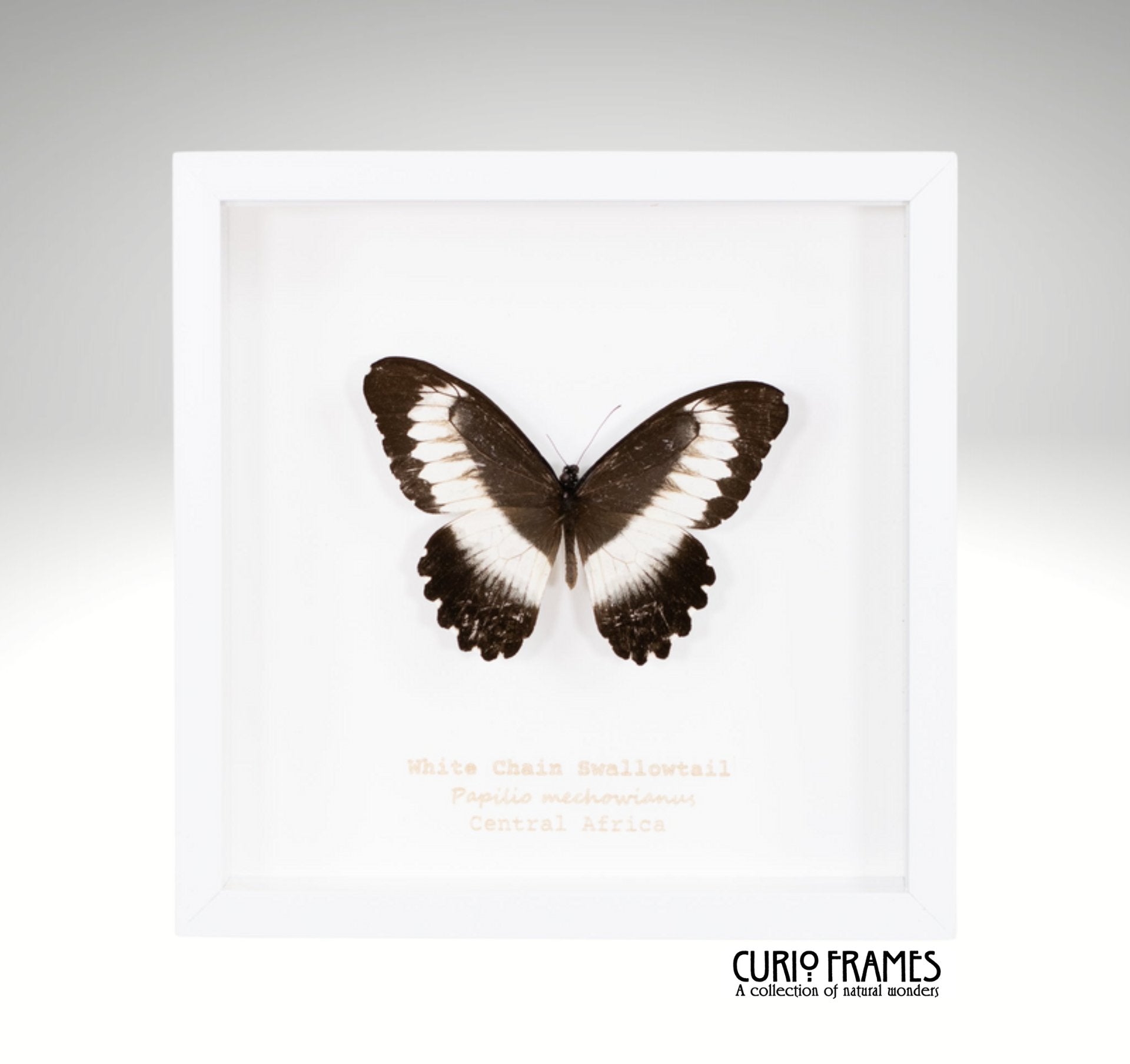 White Chain Swallowtail