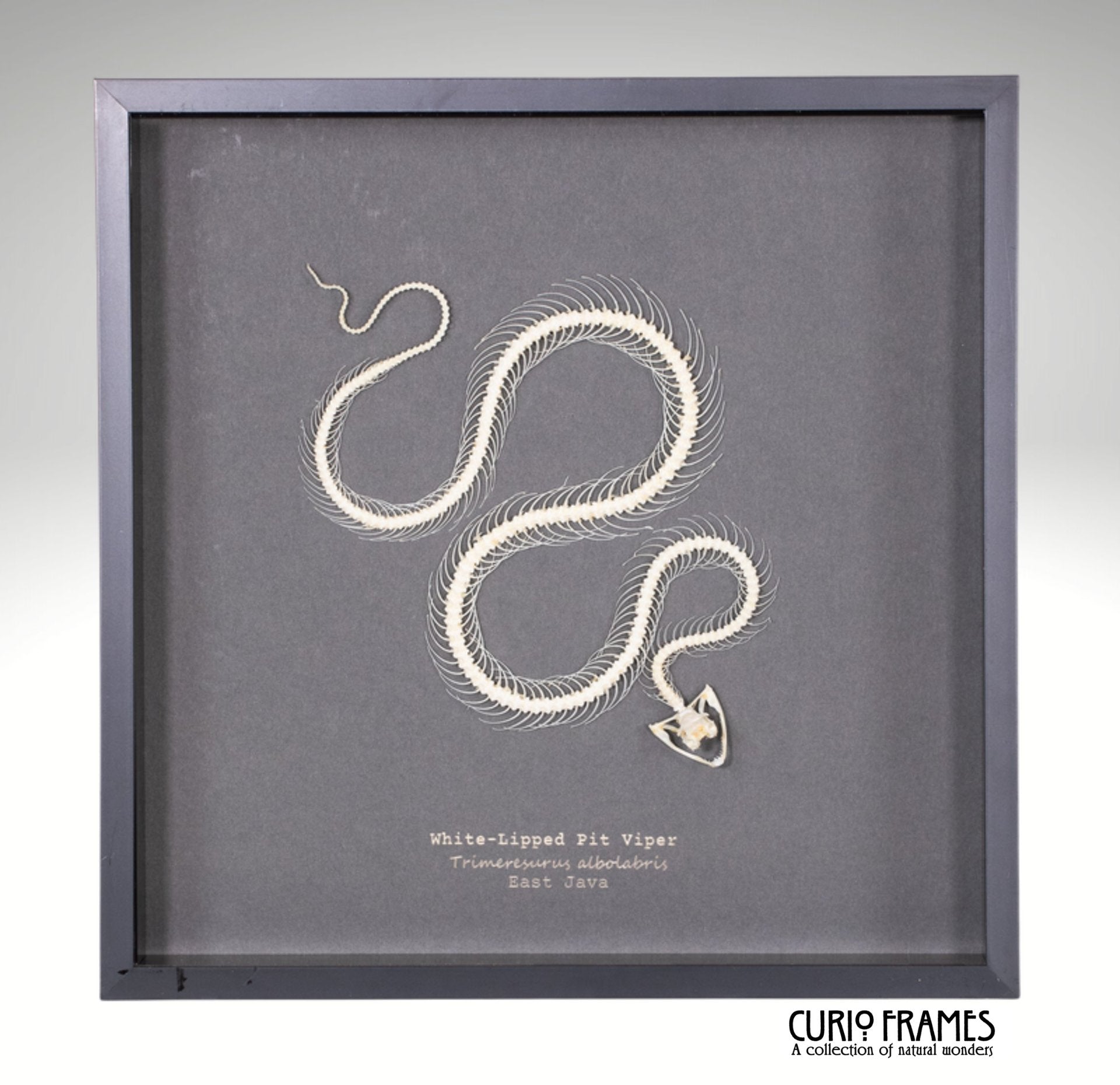 White Lipped Pit Viper Skeleton (10)