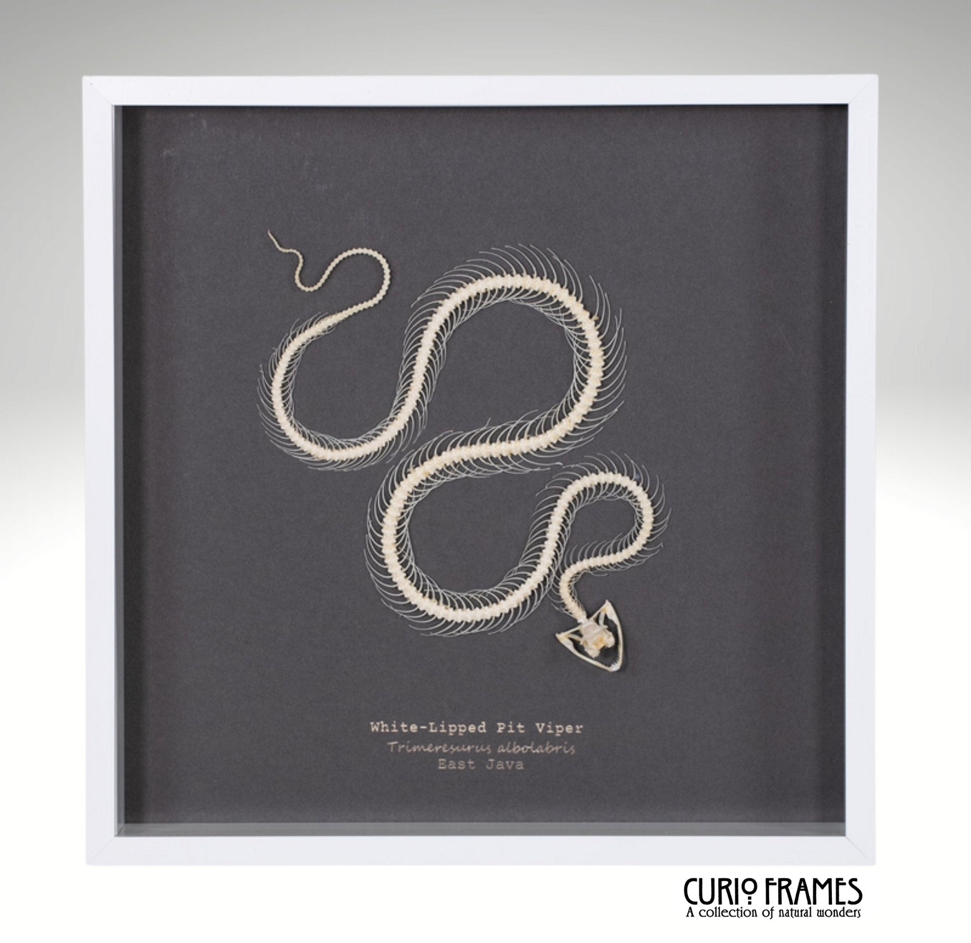 White Lipped Pit Viper Skeleton (10)