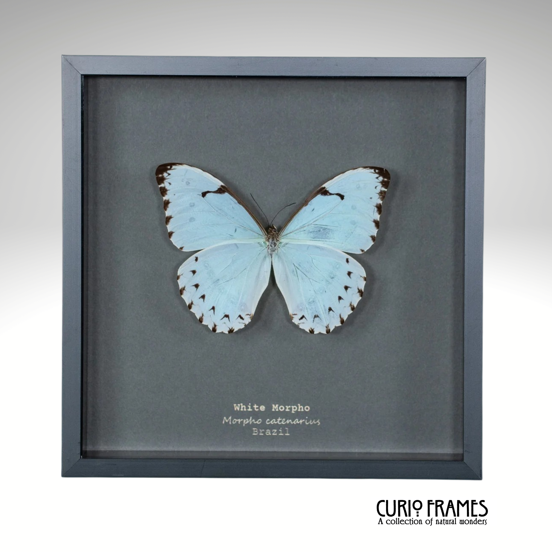 White Morpho